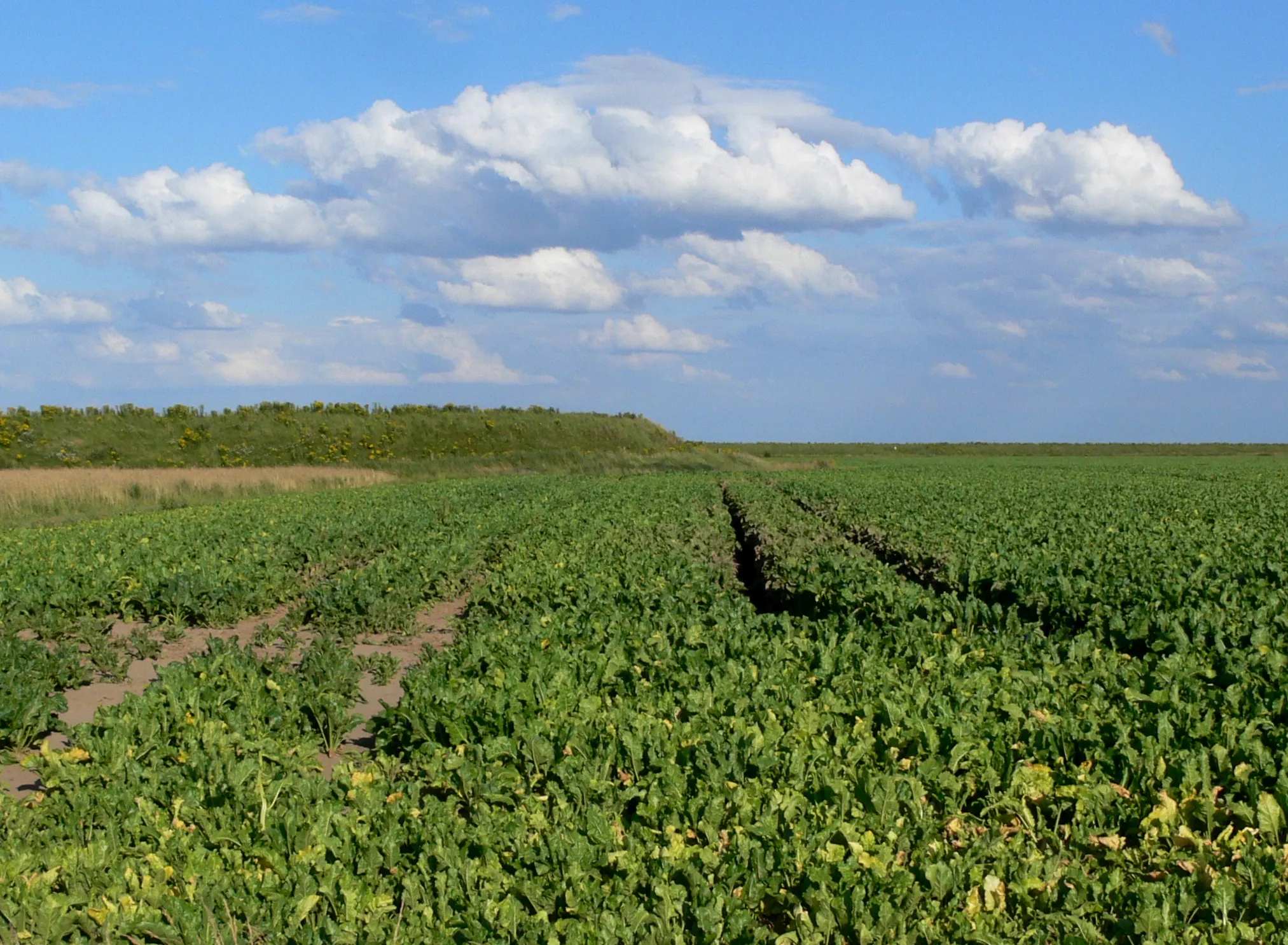 Photo showing: Farmland and sea bank near Gedney Drove End