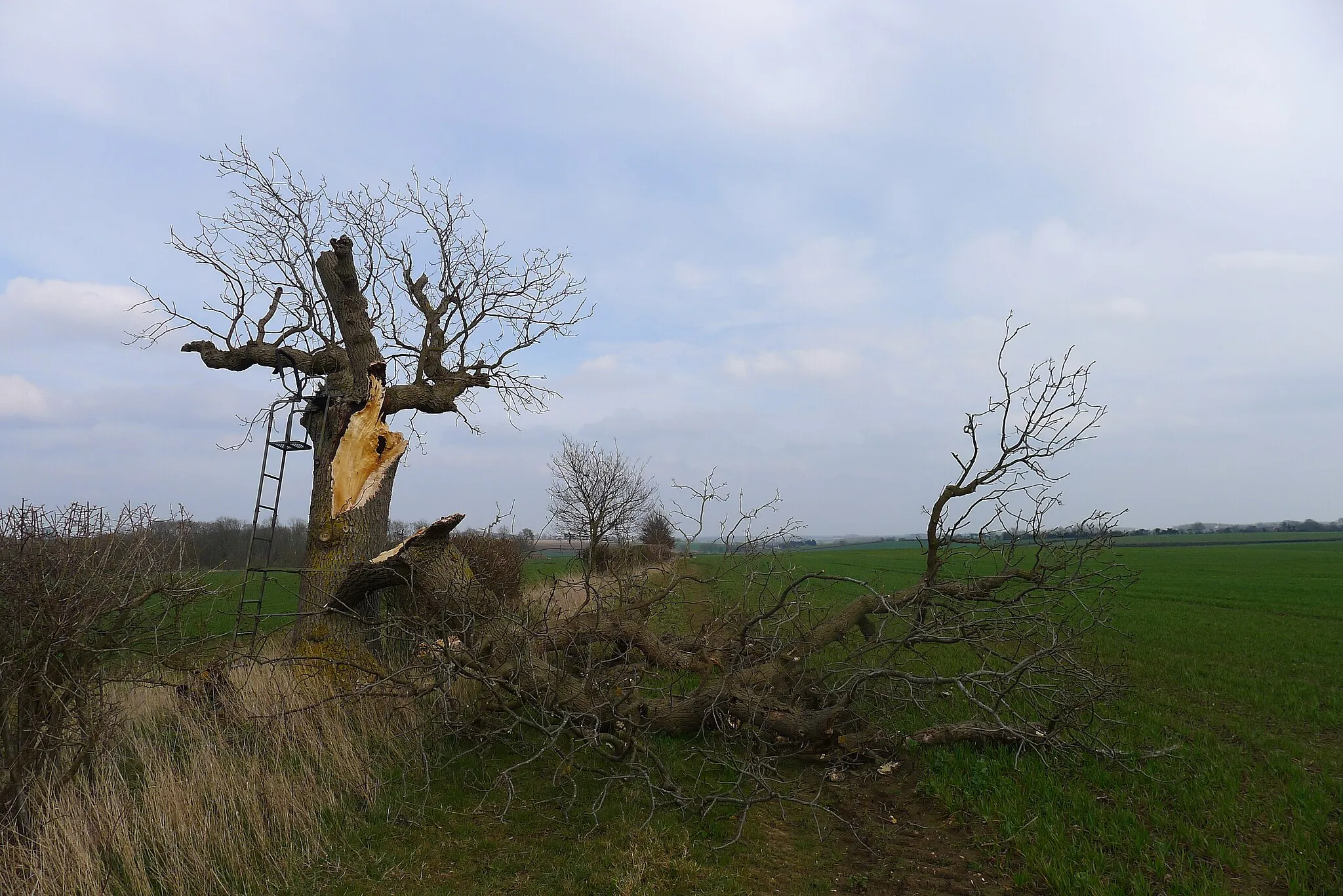 Photo showing: Broken oak with lookout