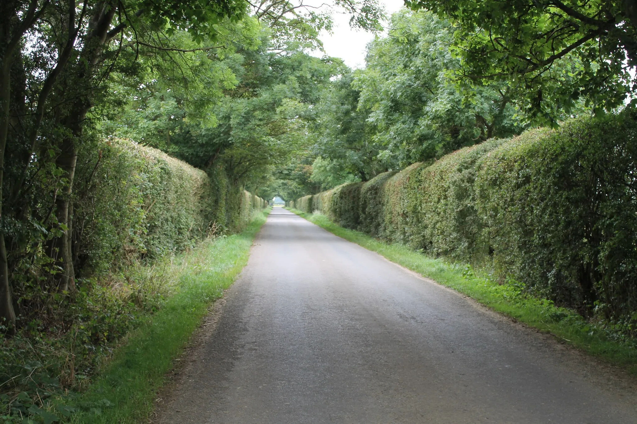 Photo showing: "Tree Tunnel" on lane to Holbeach St Marks