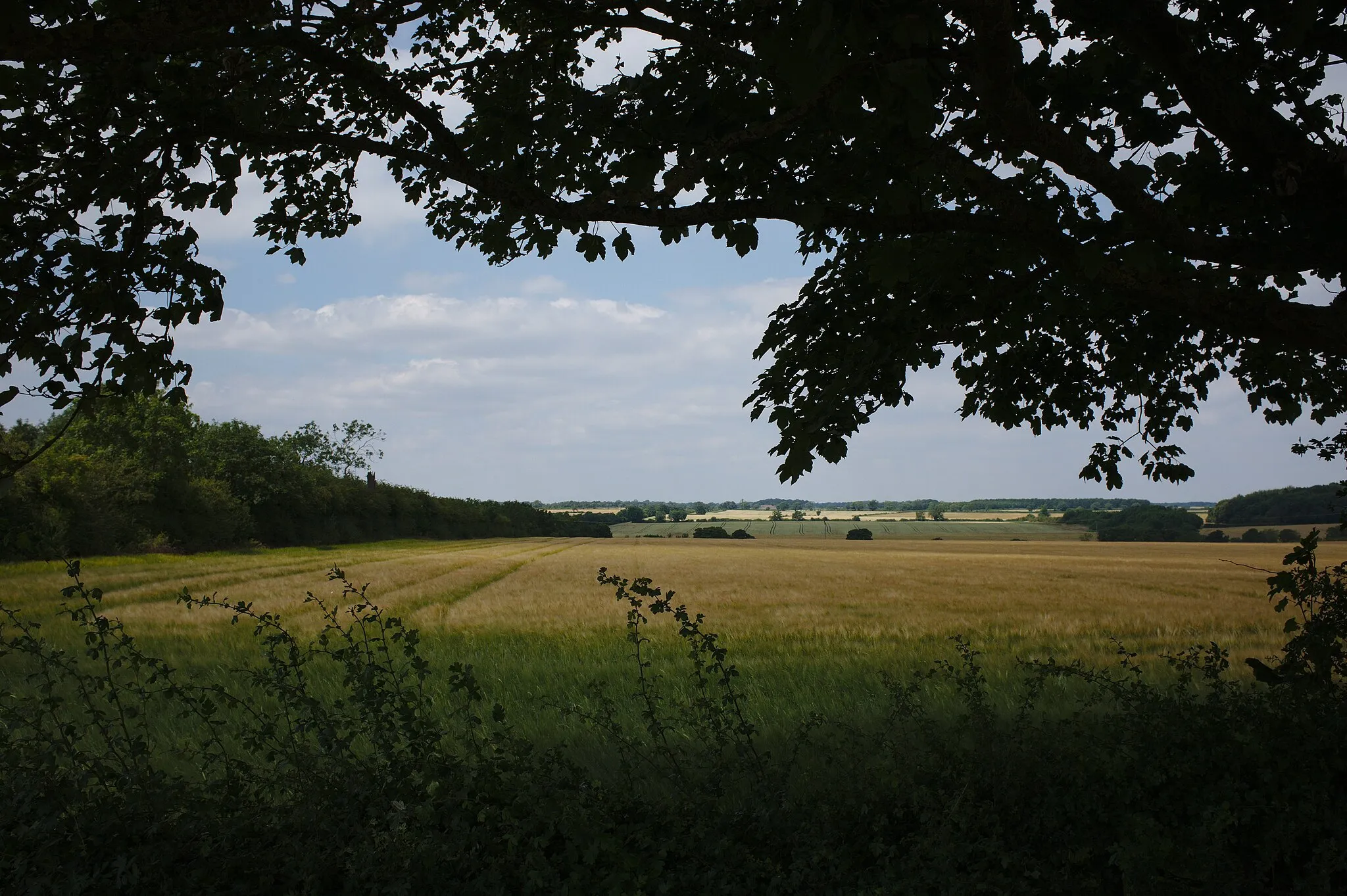 Photo showing: A cornfield, and Distant Vistas