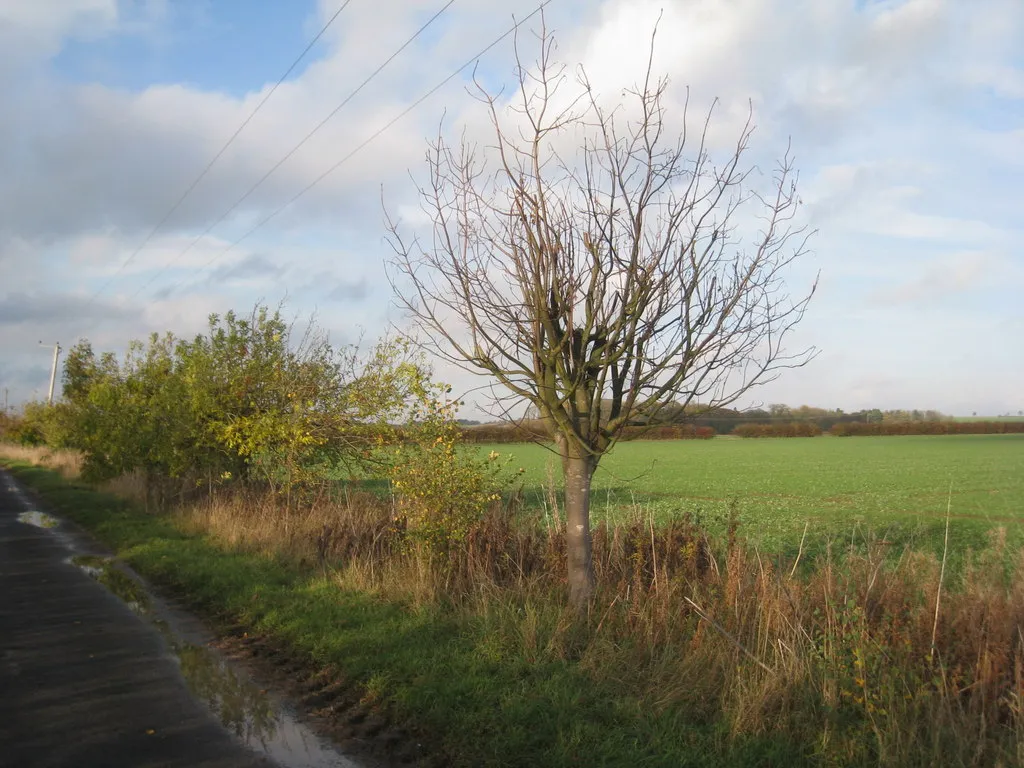 Photo showing: Ash trees on Northlands Road