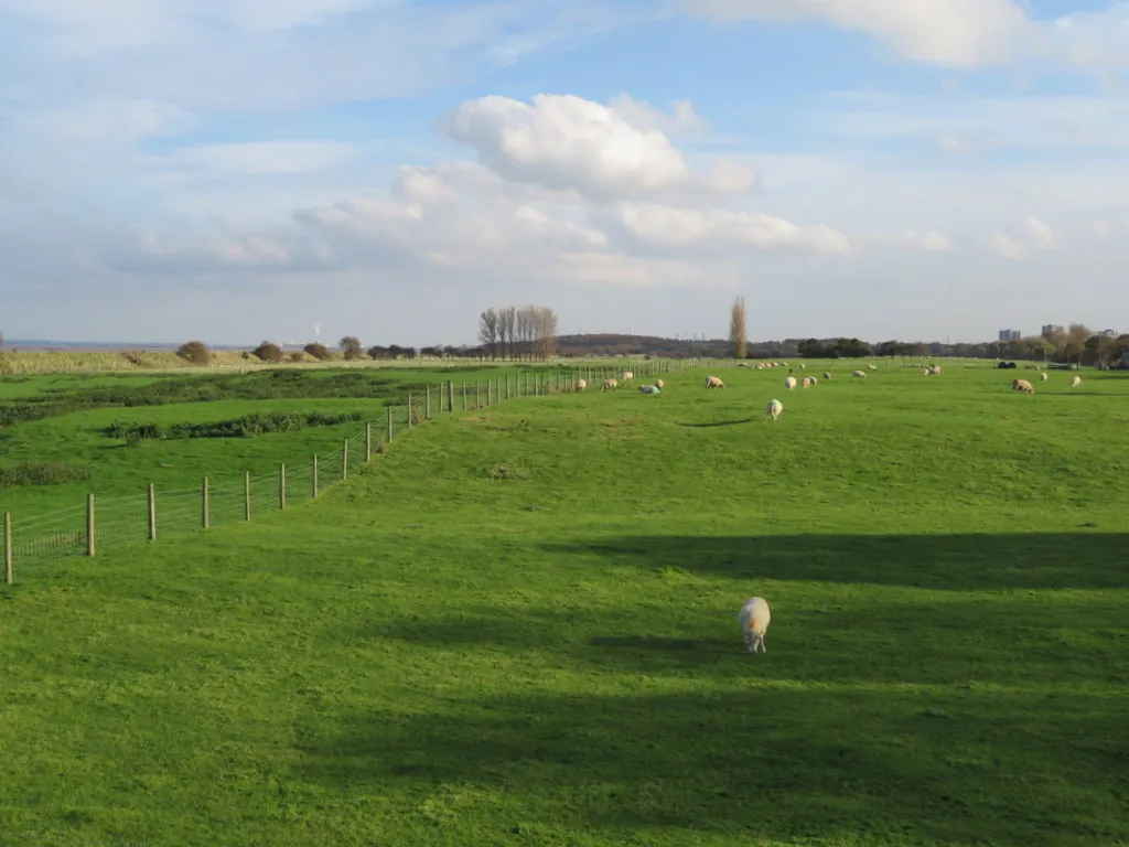 Photo showing: 'The Marsh', between Bagillt and Flint