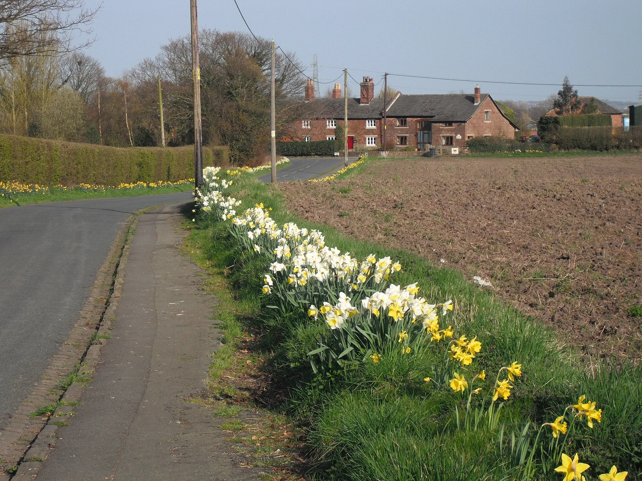 Photo showing: Roadside daffs, Vicarage Lane. An attractive display of flowers as Vicarage Lane approaches School Lane.