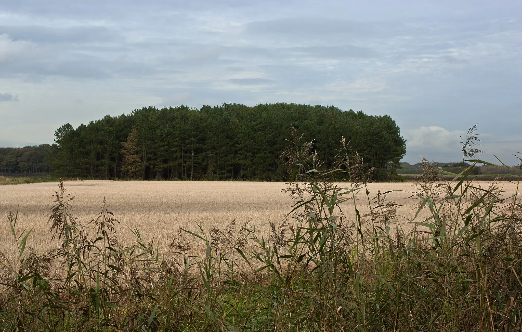 Photo showing: A copse across the field