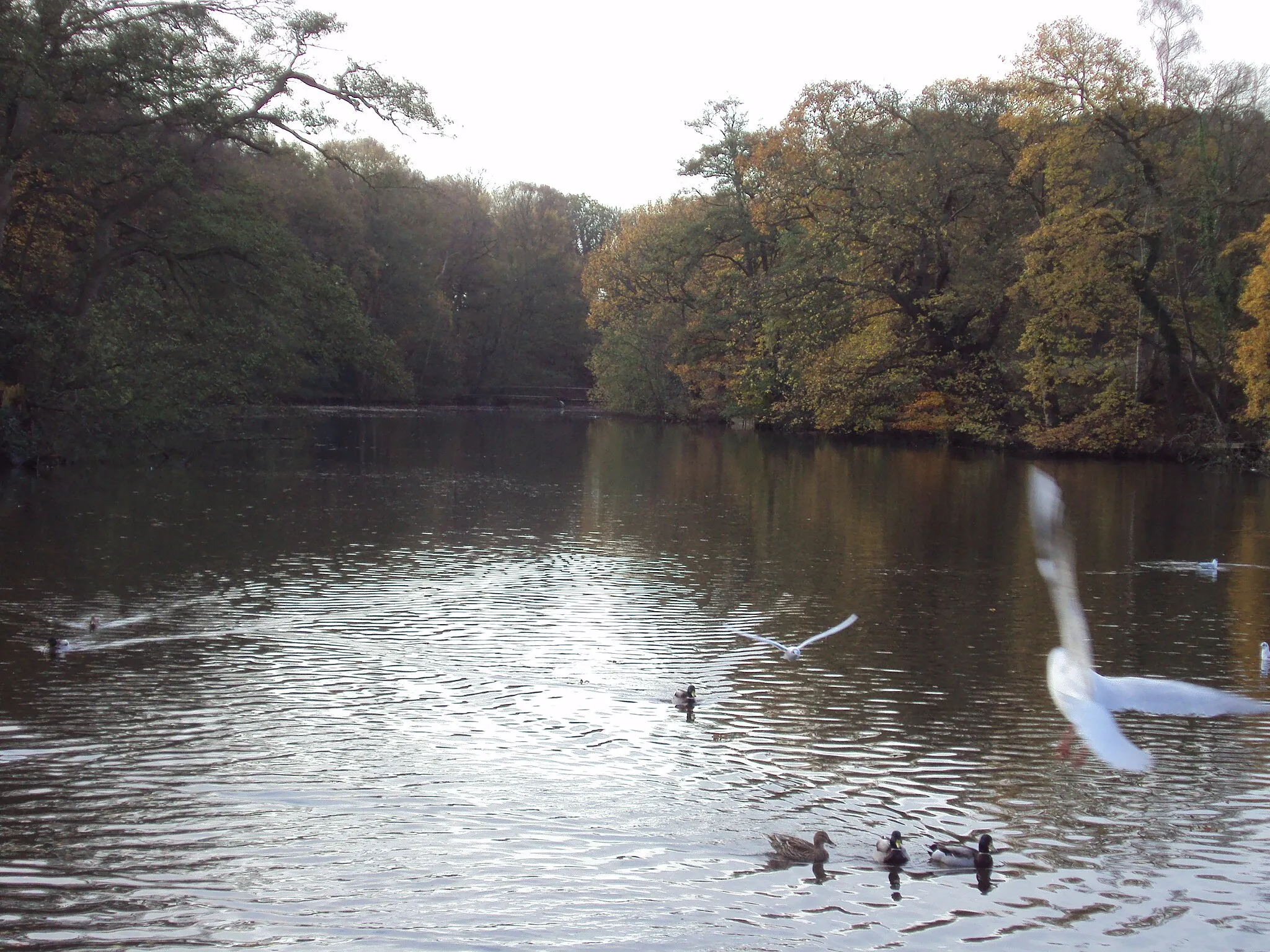 Photo showing: Raby Mere, Wirral, England.