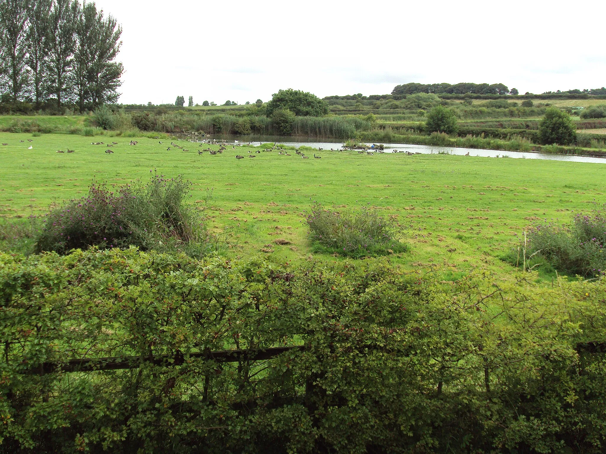 Photo showing: Field with birds and a pond by the corner of Grange Cross Lane and the A540 Column Road near Newton, Wirral, England.