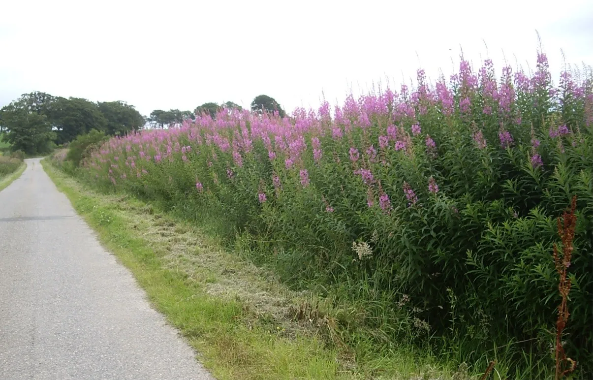 Photo showing: 'Canadian Fireweed'