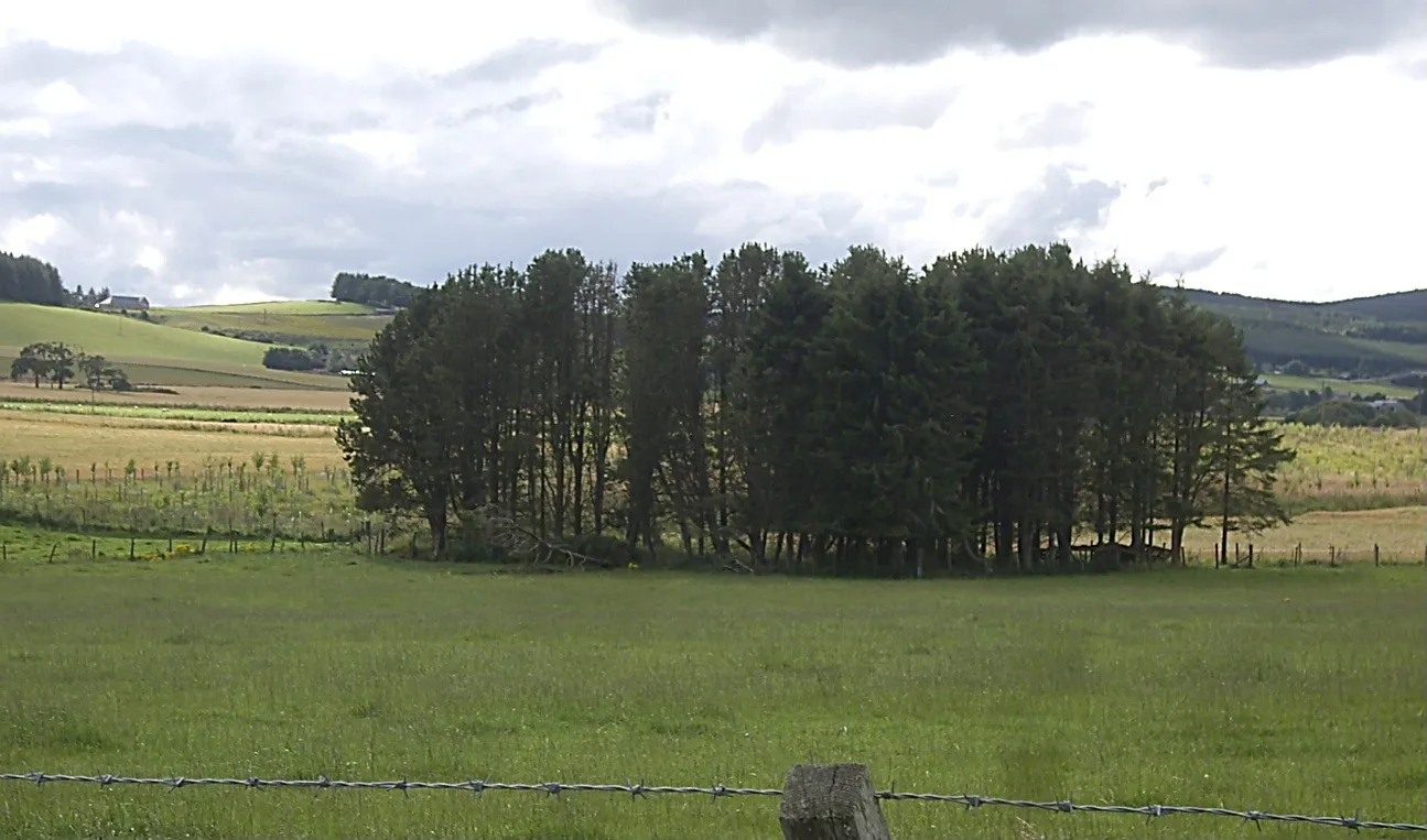 Photo showing: A copse by the Rumblie Burn