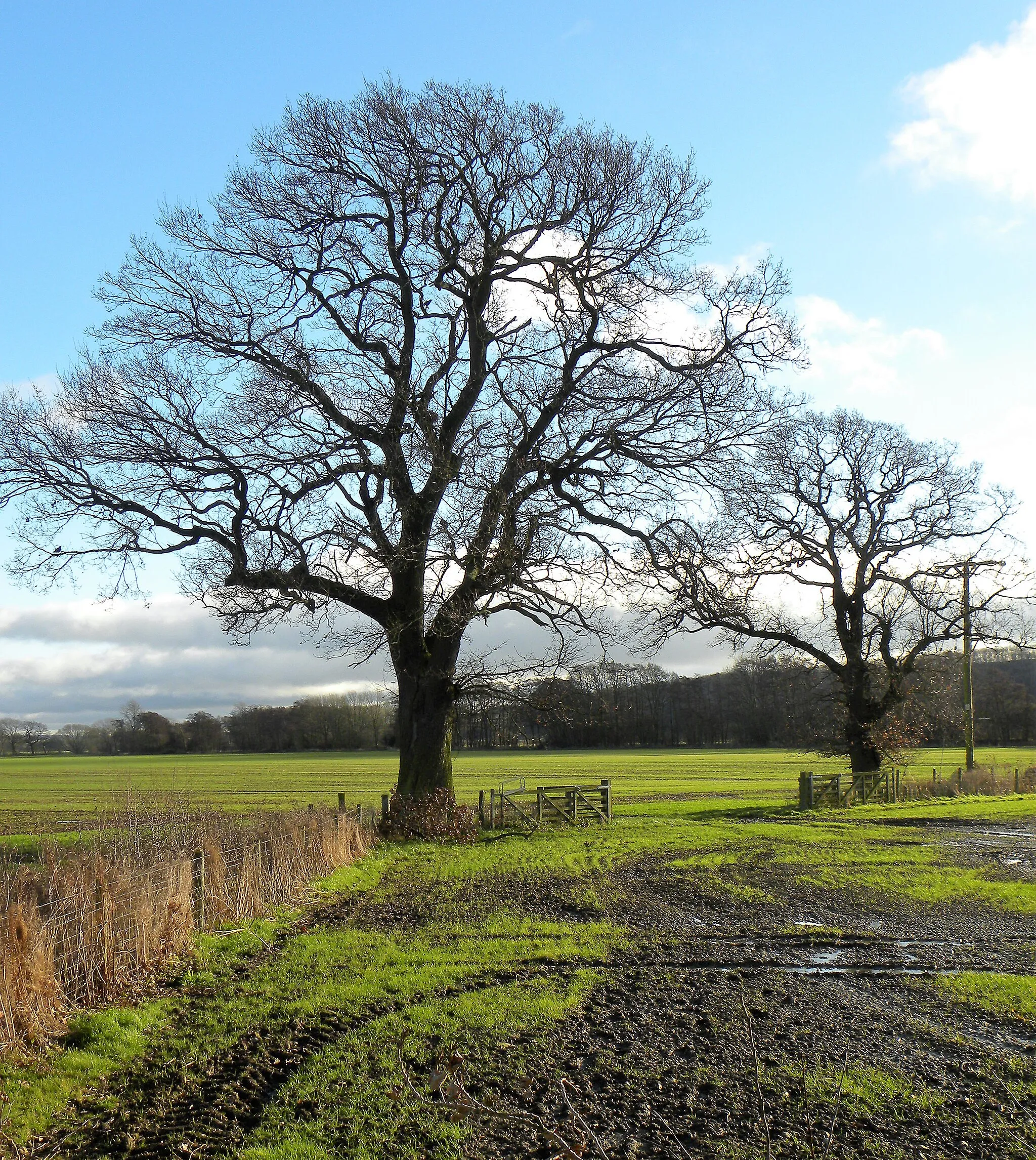 Photo showing: Field boundary trees