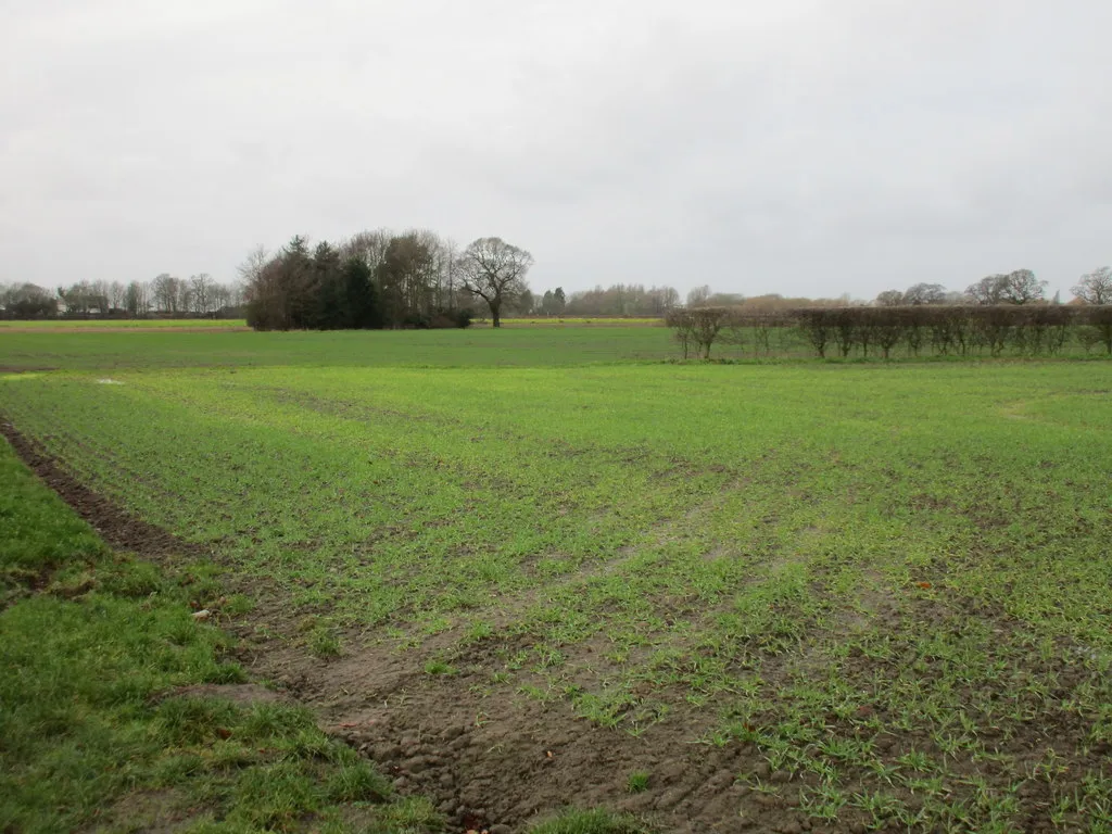 Photo showing: Autumn sown crops off Howden Lane near Naburn