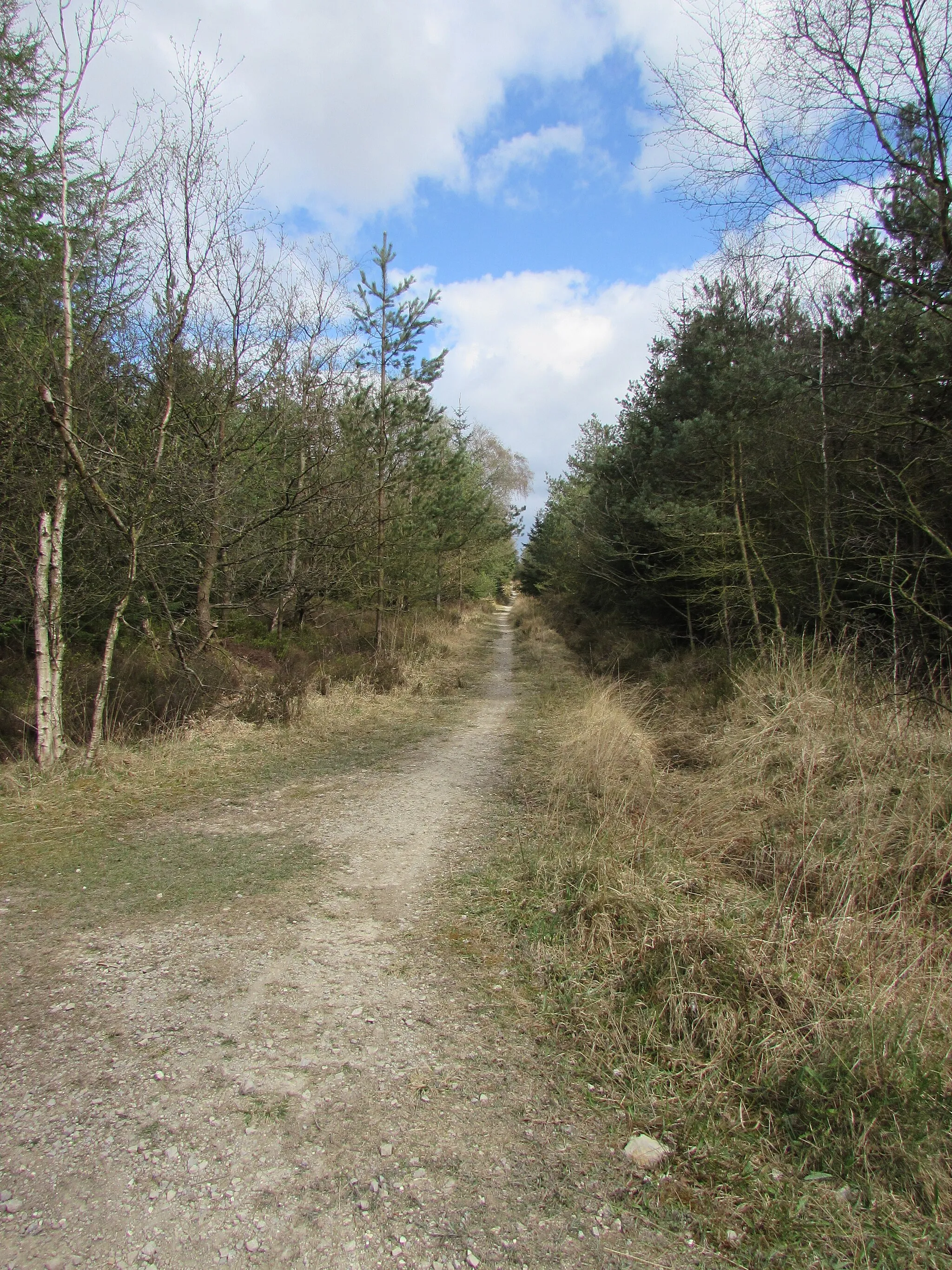 Photo showing: Bridleway across Muffles Rigg