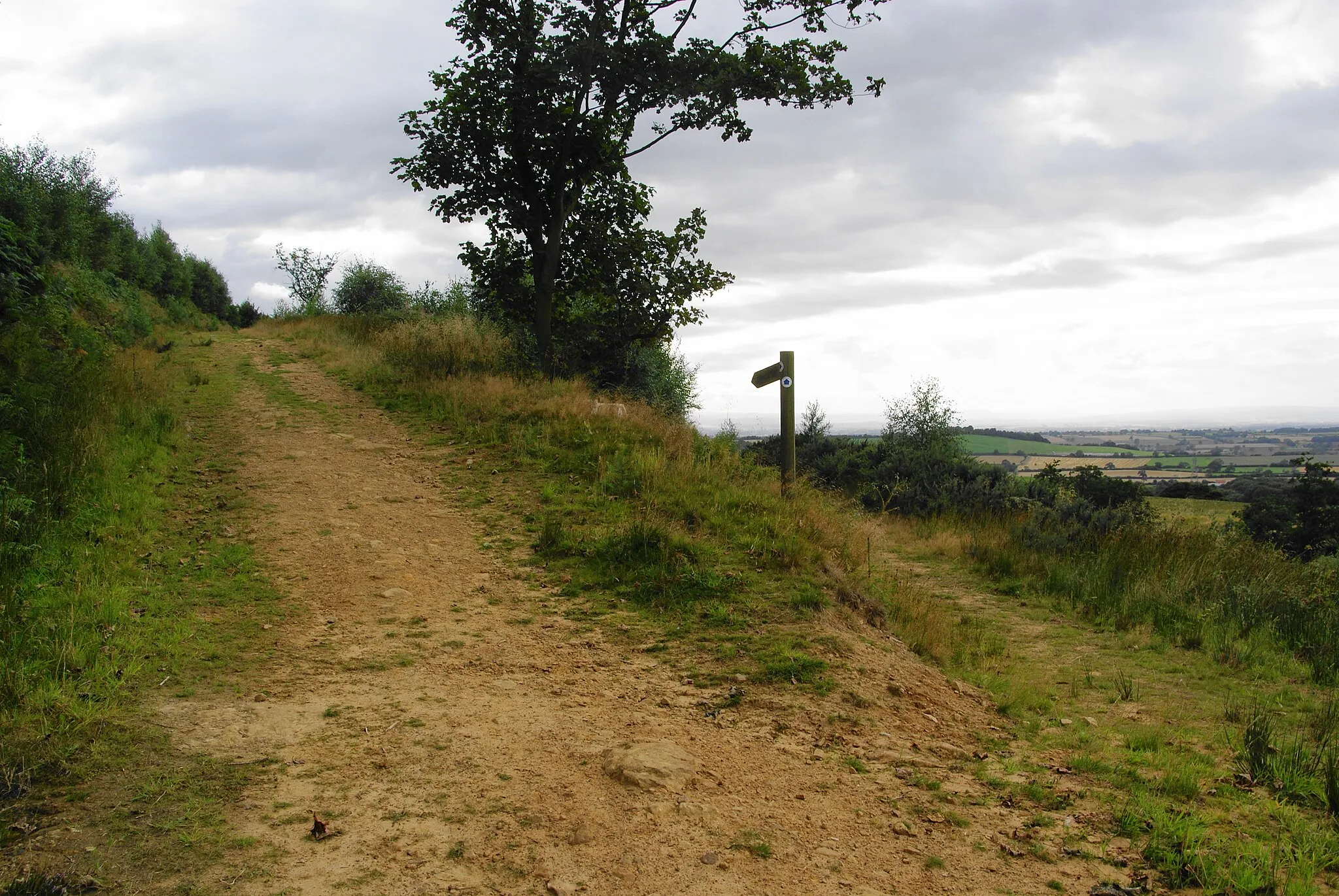 Photo showing: Diverging bridleways on Thimbleby Bank
