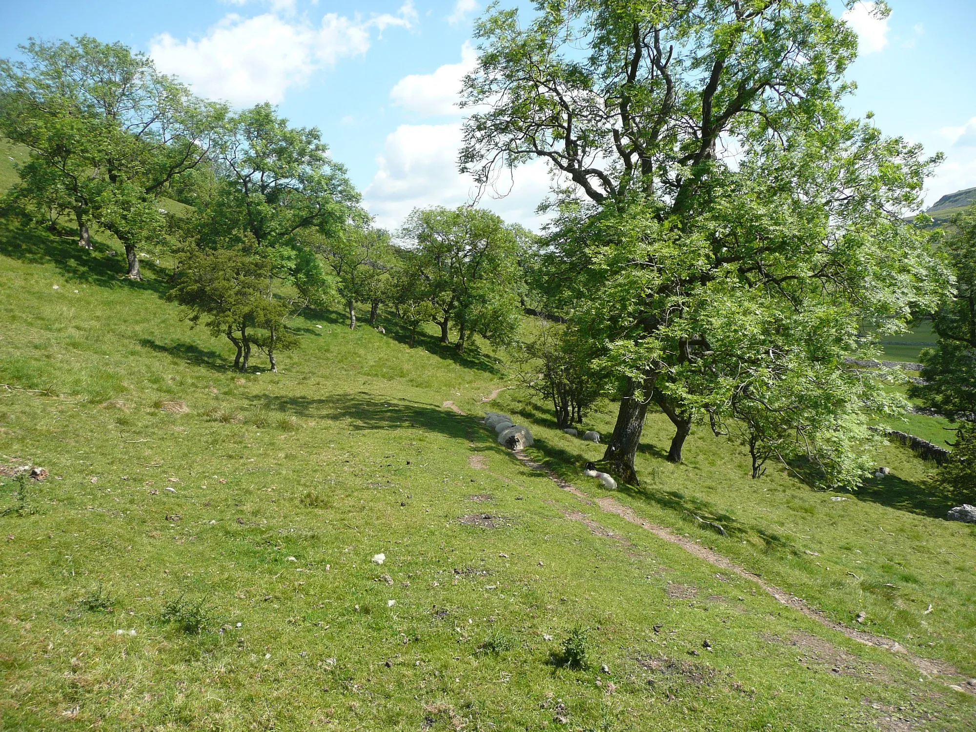 Photo showing: Cross Wood, Kettlewell