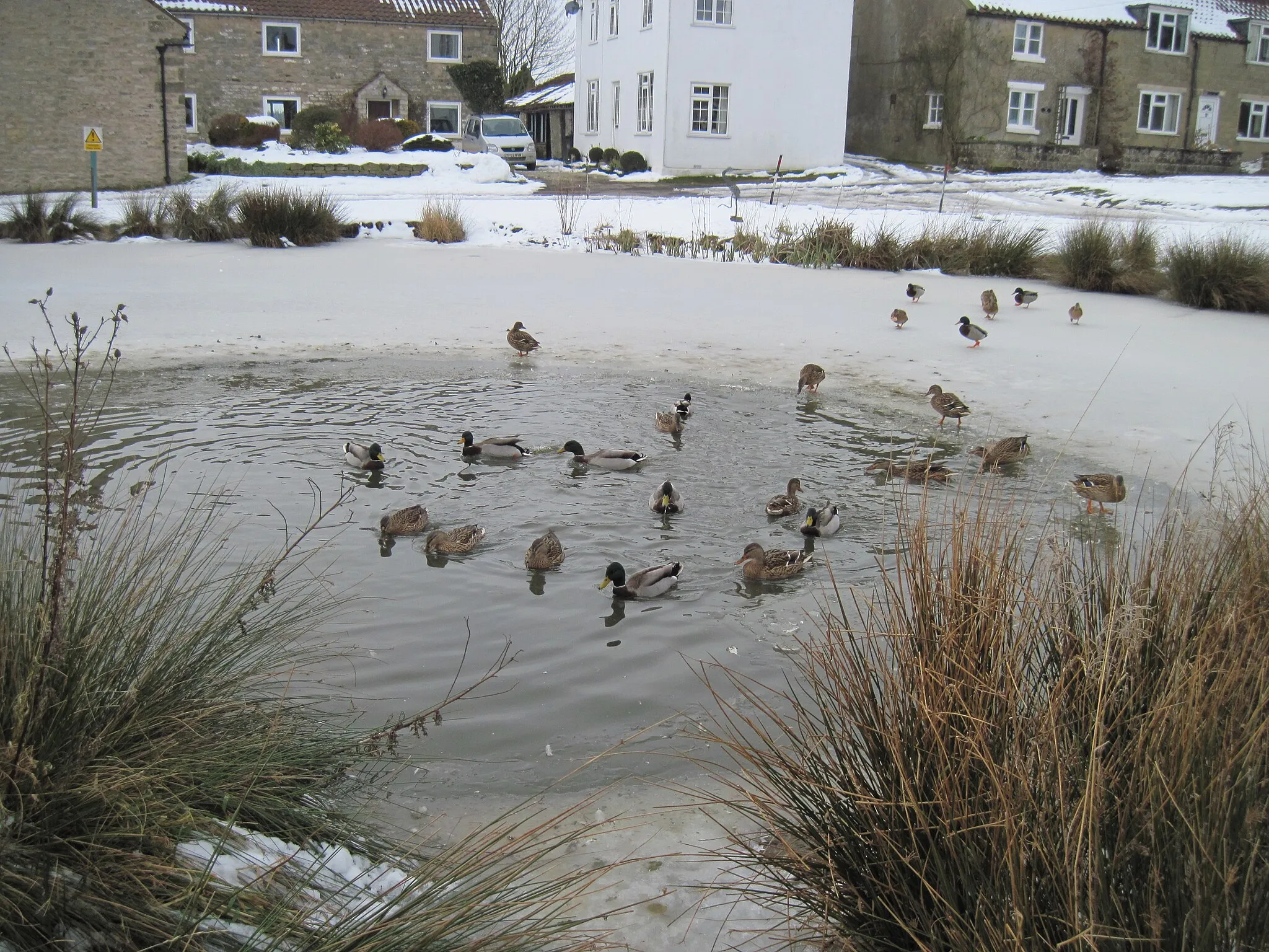 Photo showing: Wintery  Village  Pond