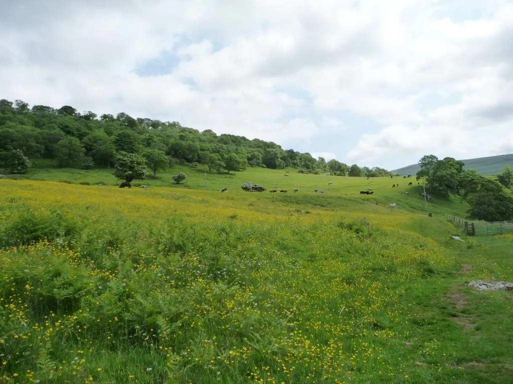 Photo showing: Flowery cattle pasture, below Hubberholme Wood