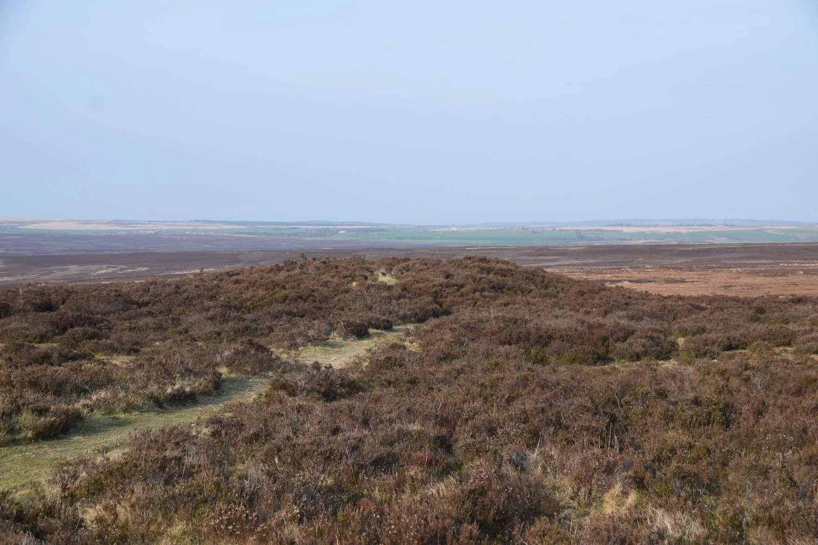 Photo showing: A rather eroded tumulus near Danby Beacon