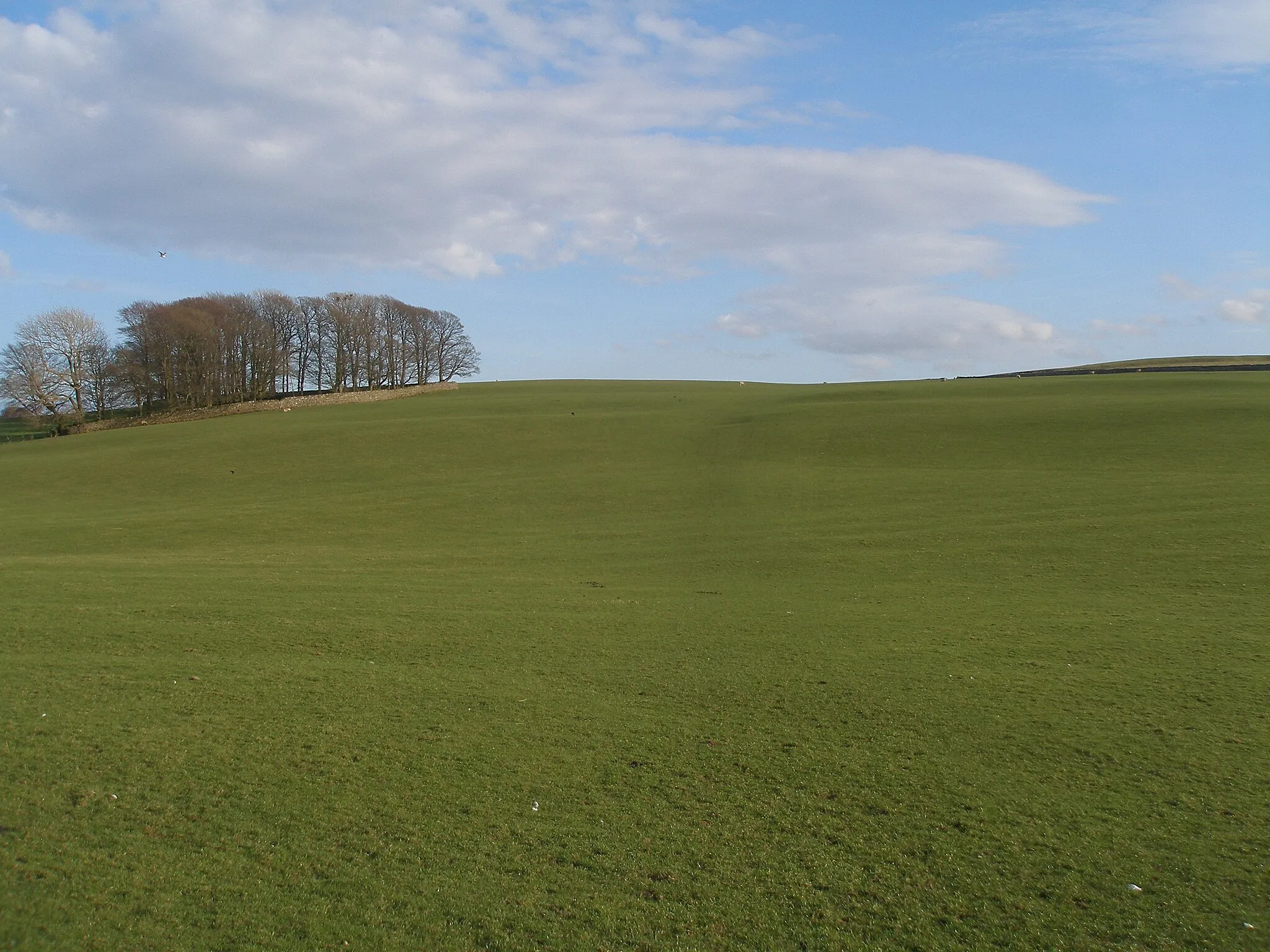 Photo showing: Aim for that sheep - the Pennine Way on Eshton Moor