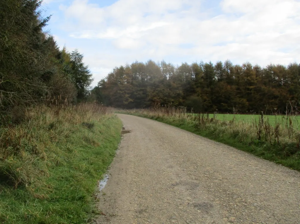 Photo showing: A  small  grass  area  to  the  right  in  Dalby  Forest