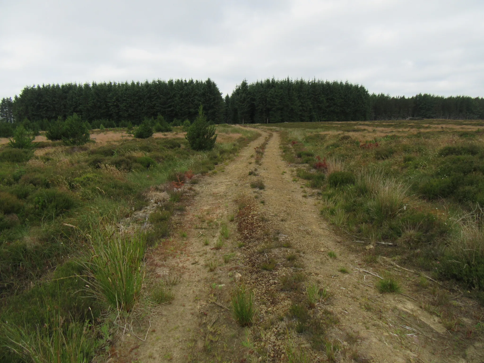 Photo showing: Allerston High Moor