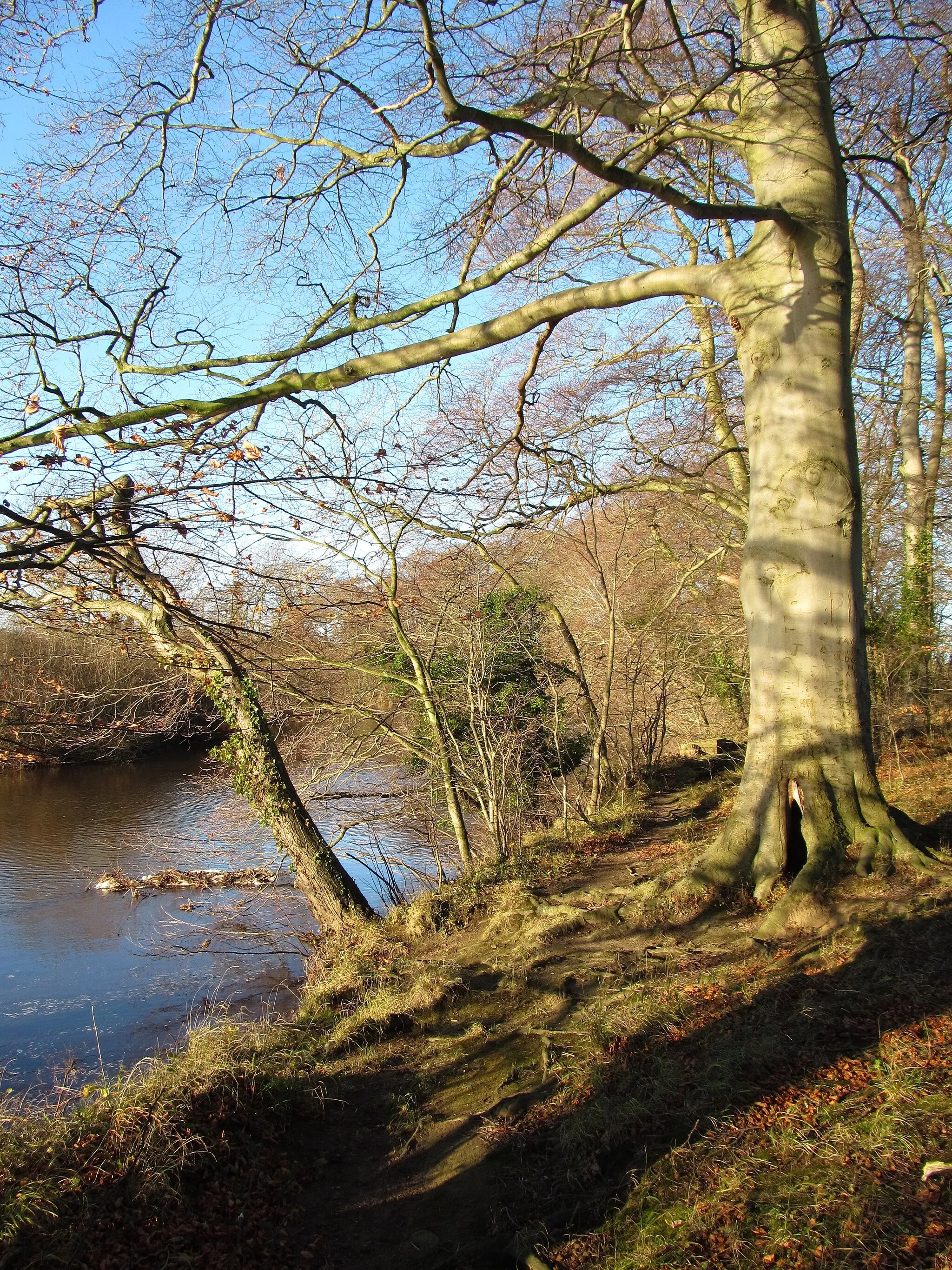 Photo showing: Beeches on the riverbank