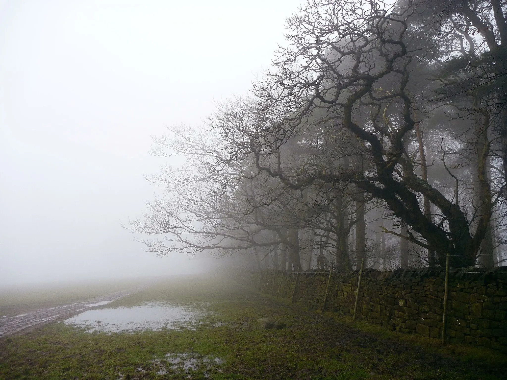 Photo showing: Bridleway NW of Black Plantation, in fog