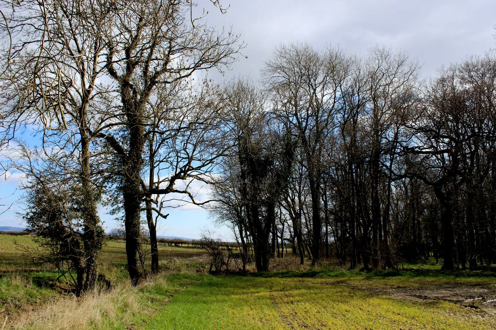 Photo showing: Approaching Smearholme Wood