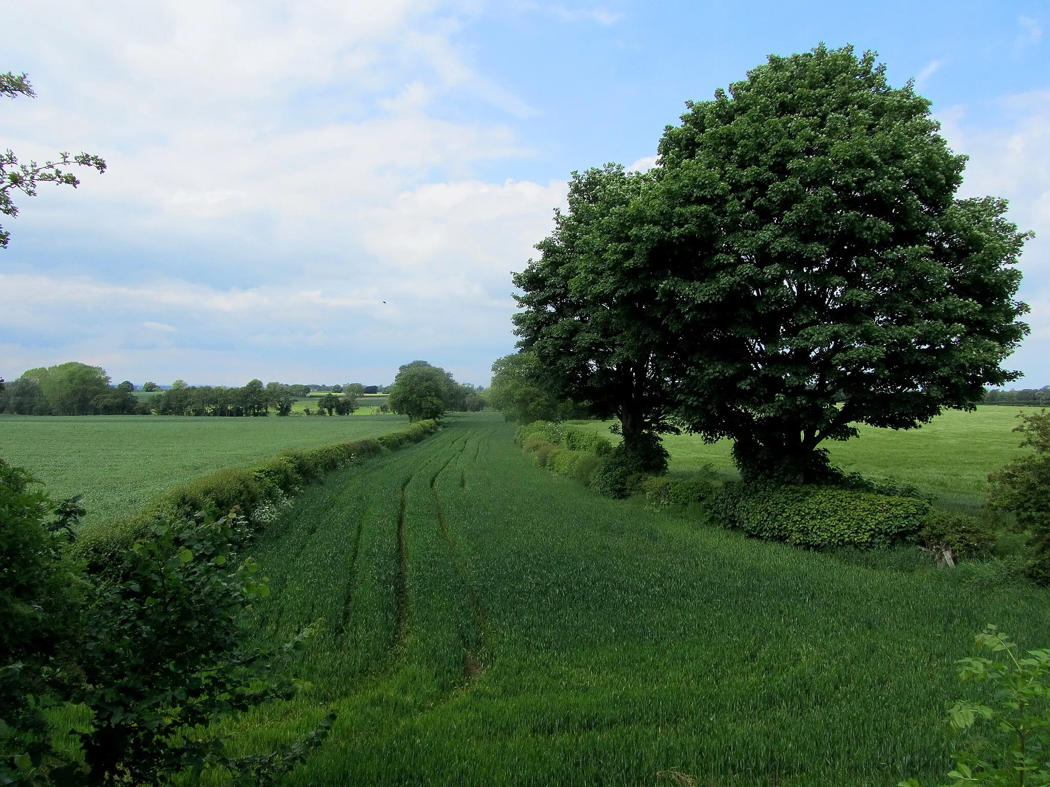 Photo showing: Field beside the Wath/Middleton Quernhow Road