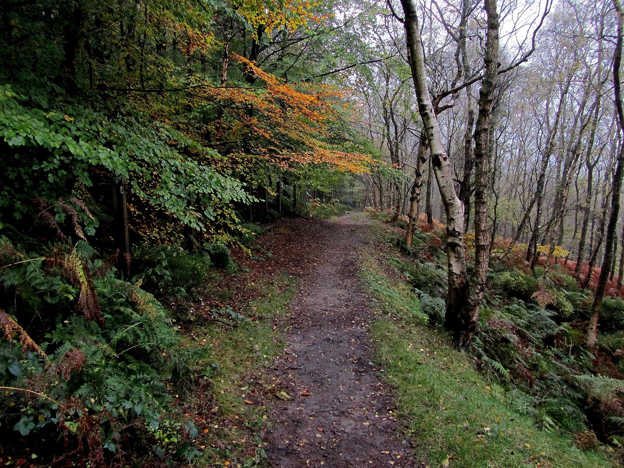 Photo showing: Autumn in Cardale Woods