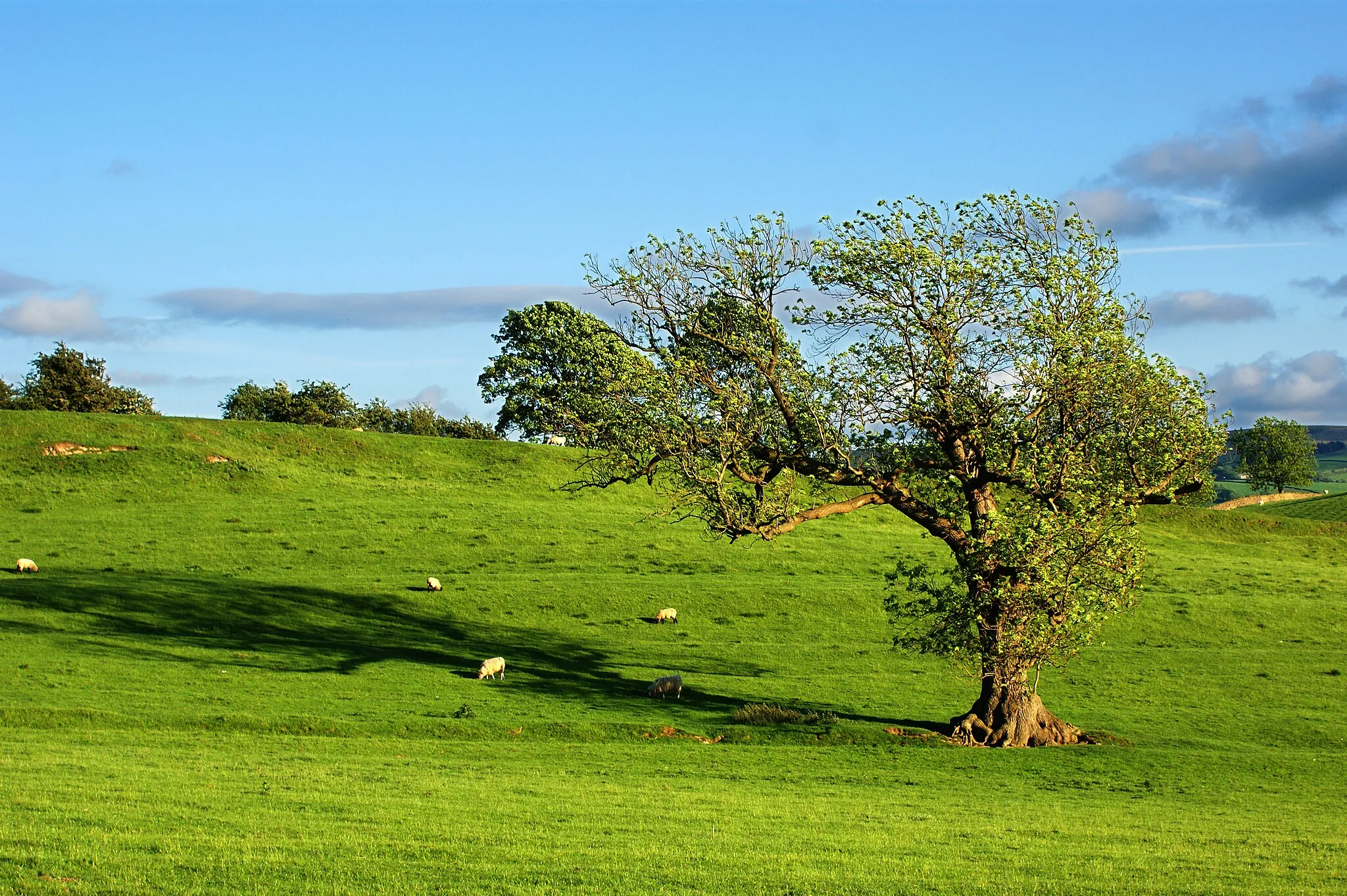 Photo showing: A June evening in the country