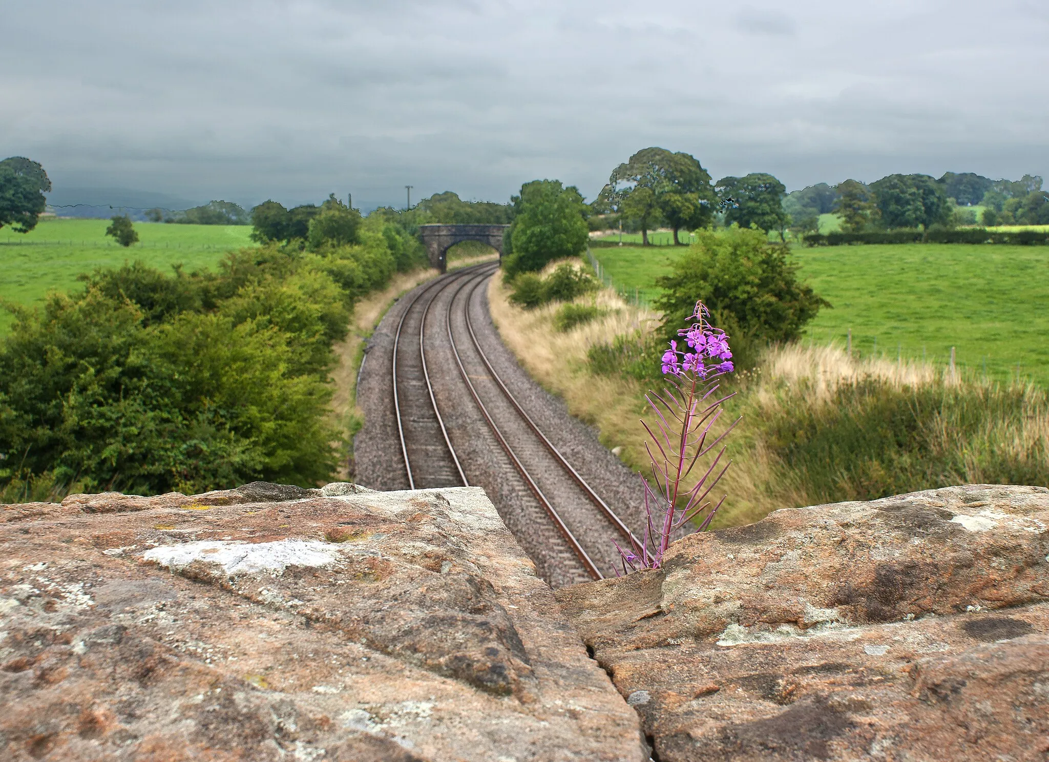 Photo showing: A wild flower has found a precarious home