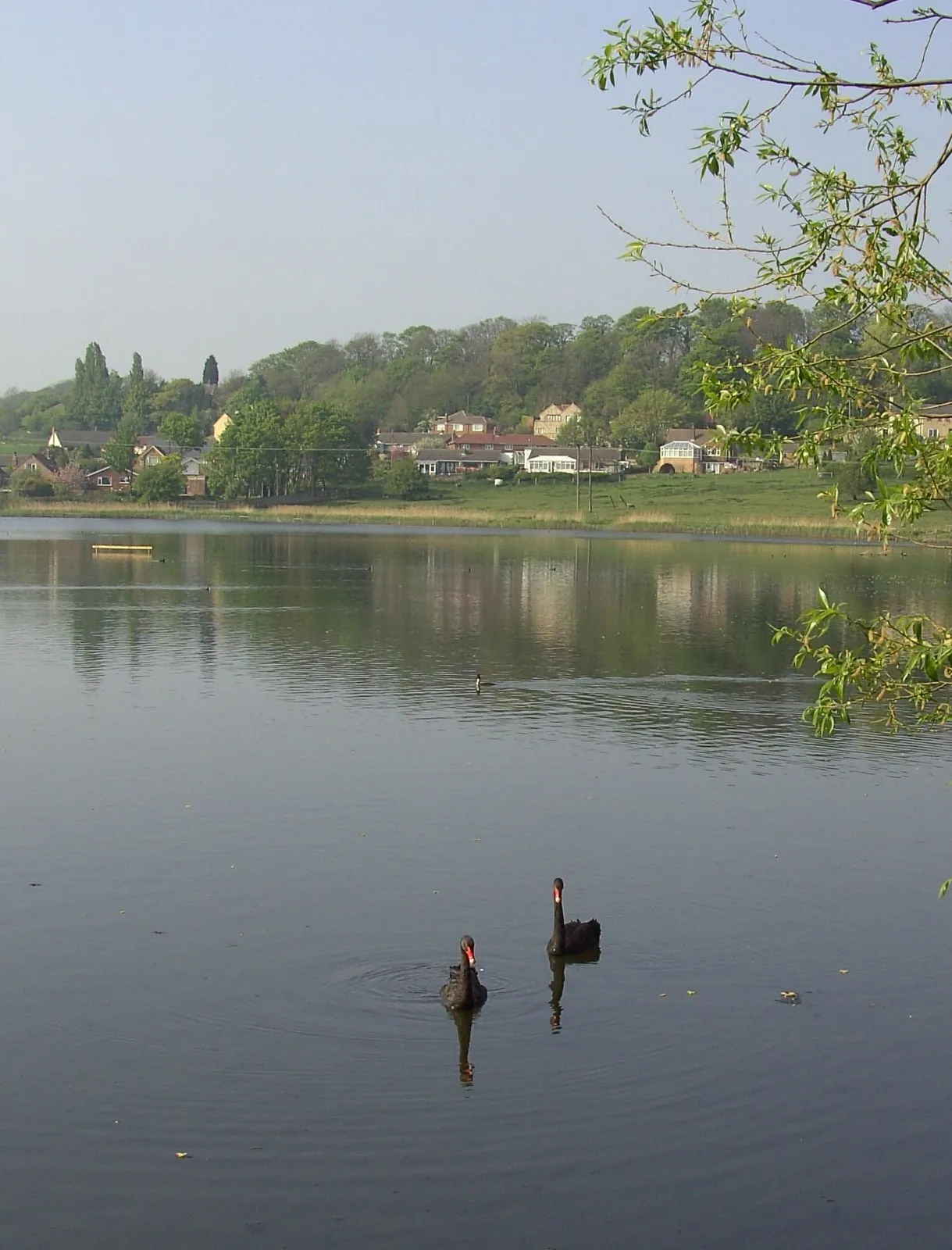 Photo showing: A pair of Black Swans on Fairburn Ings