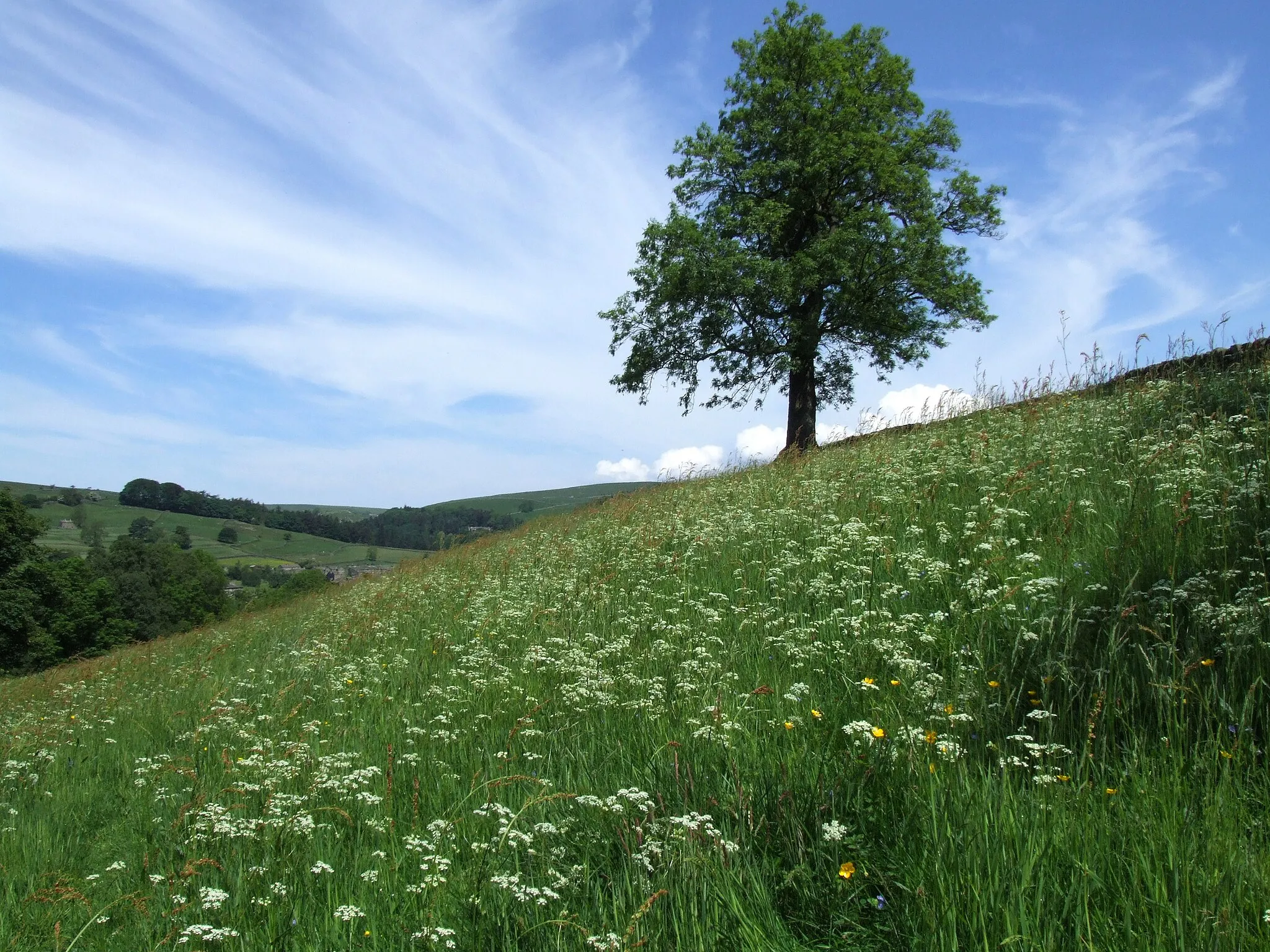 Photo showing: Hillside above Skyreholme, Yorks Dales