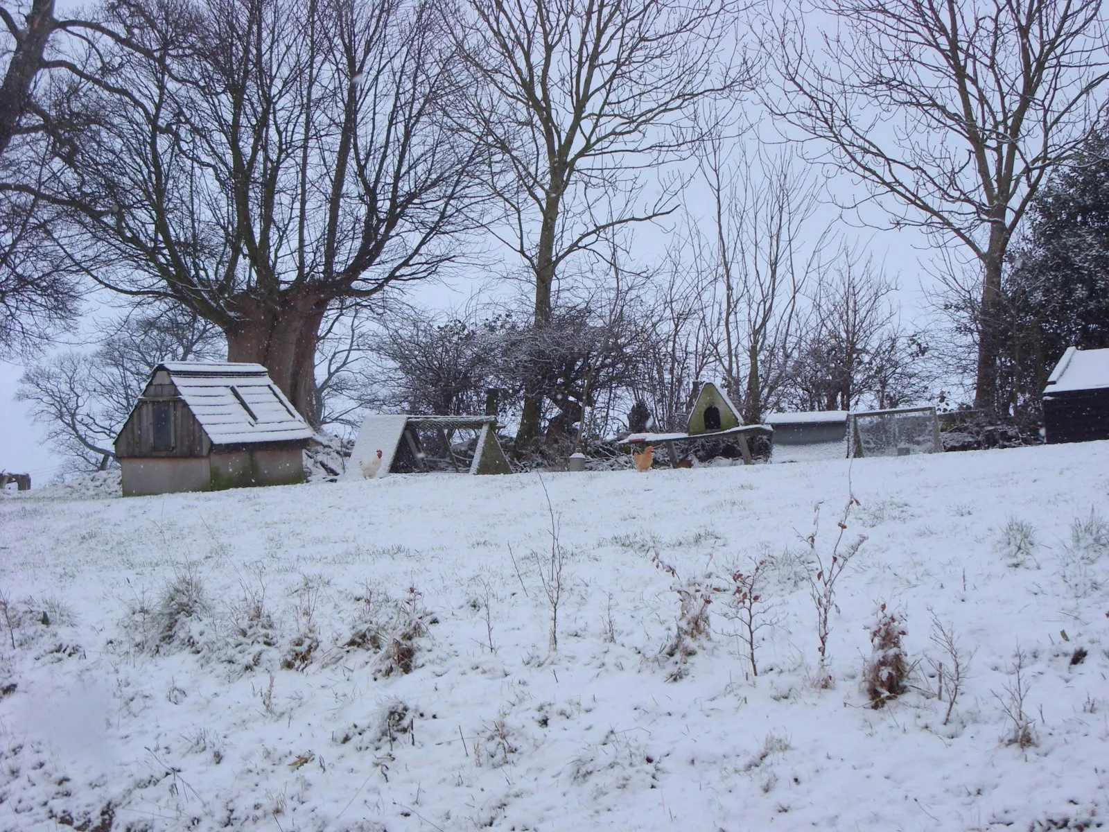 Photo showing: Chickens in the snow