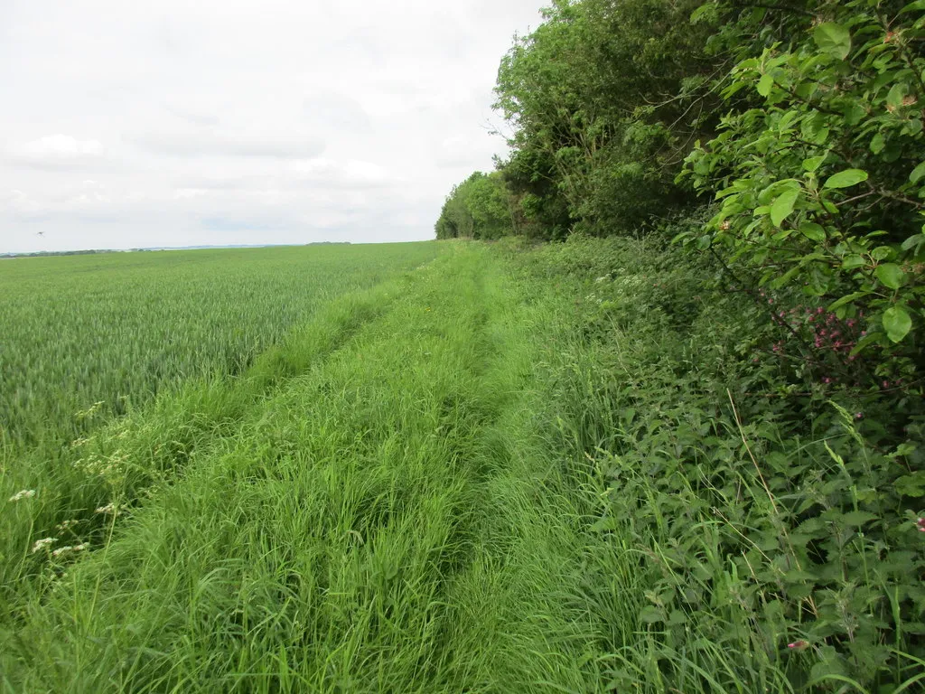 Photo showing: Alongside Towthorpe Plantation