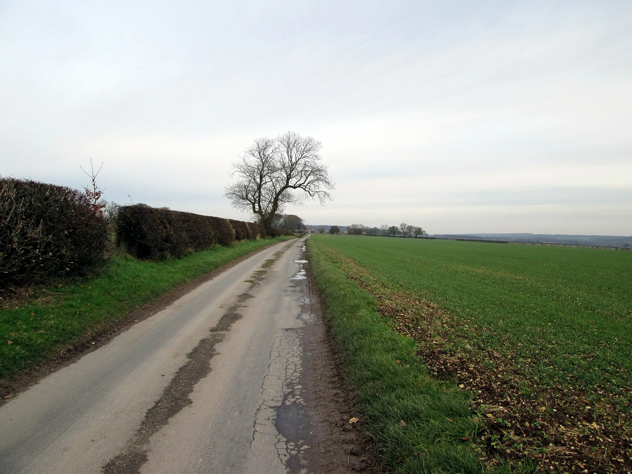 Photo showing: Access  road  to  Towthorpe  Grange