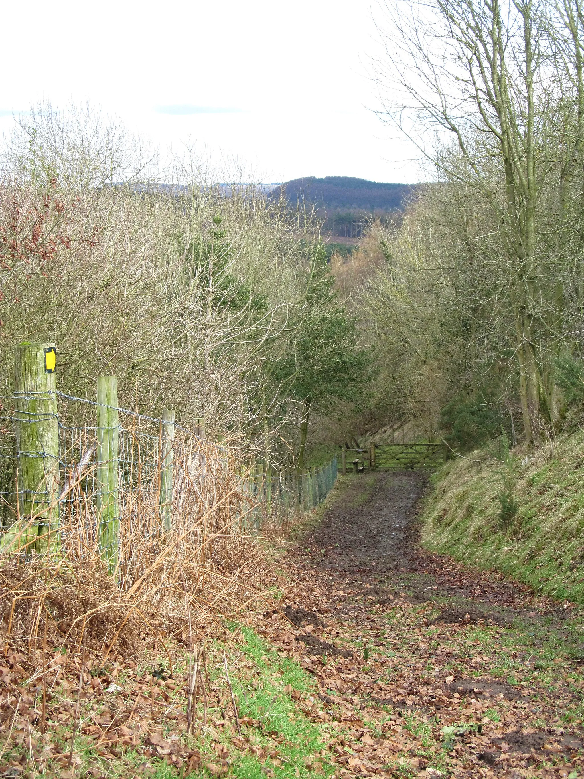 Photo showing: Path down the bank