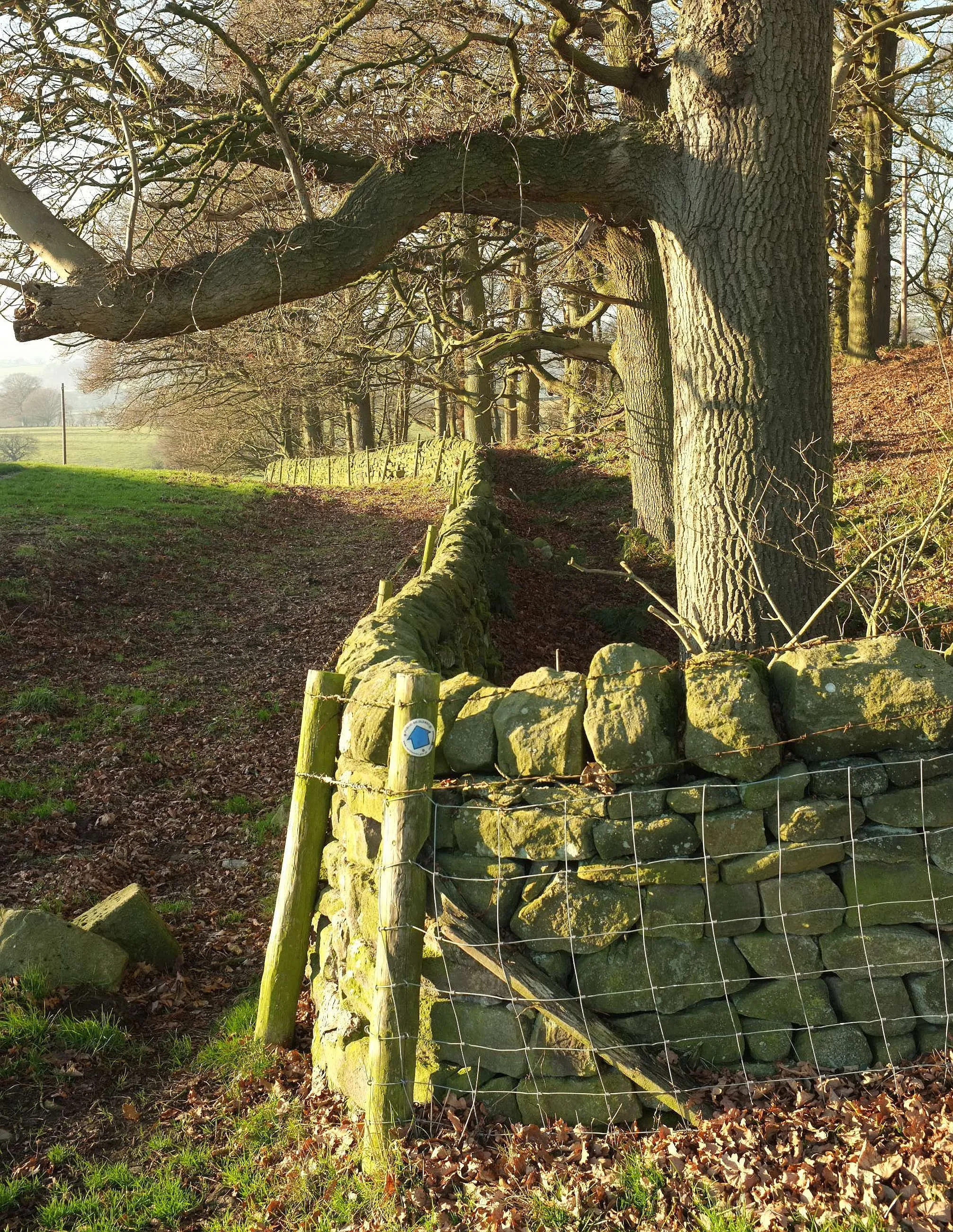 Photo showing: Corner of Bailey's Whins