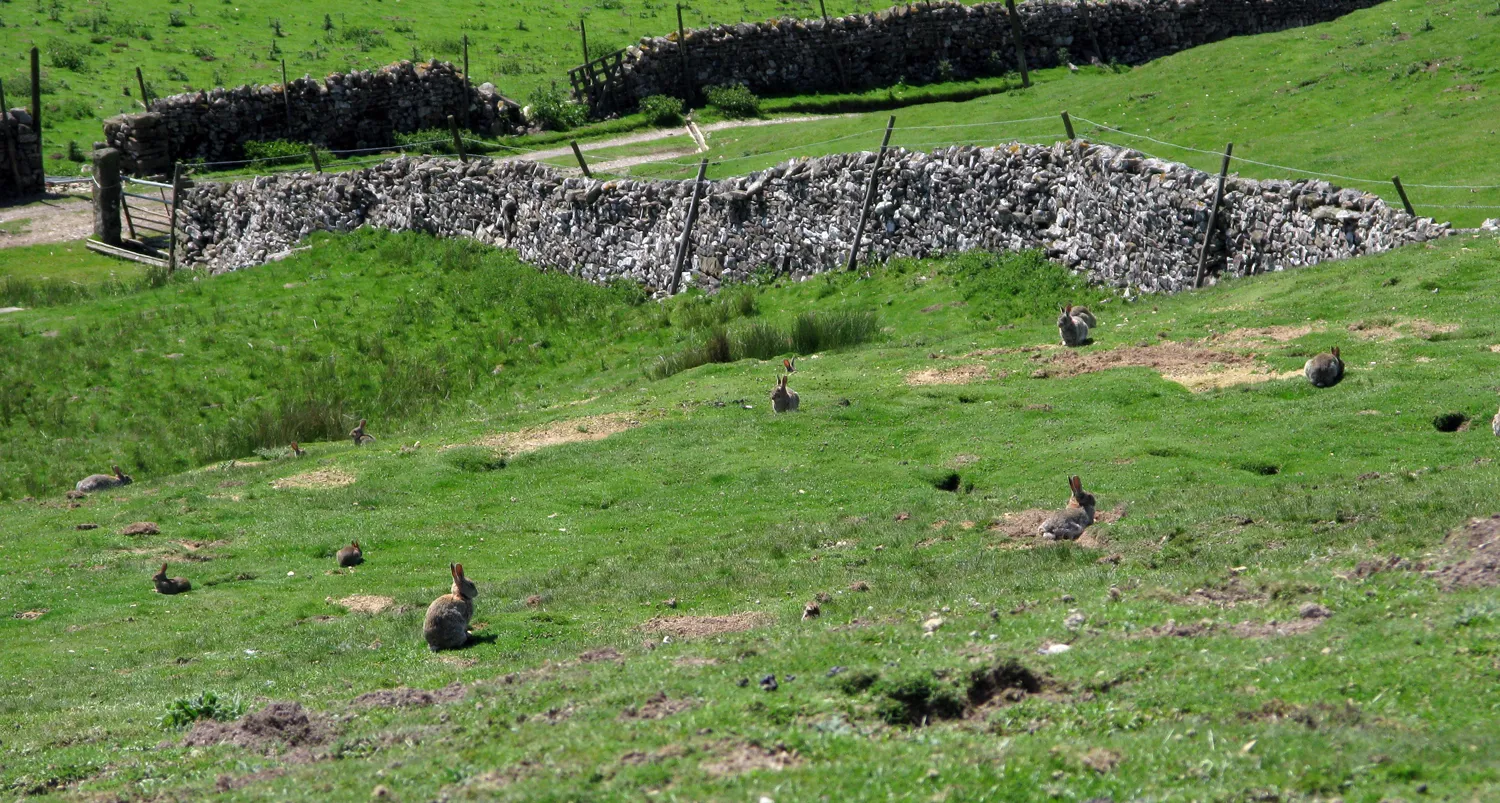 Photo showing: Slope with rabbits and walls descending south-west from Holgate How