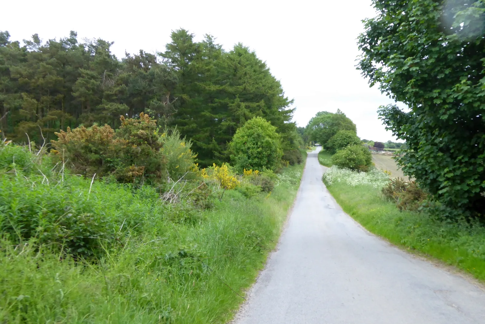 Photo showing: A gap in the woodlands by Low Moor Road