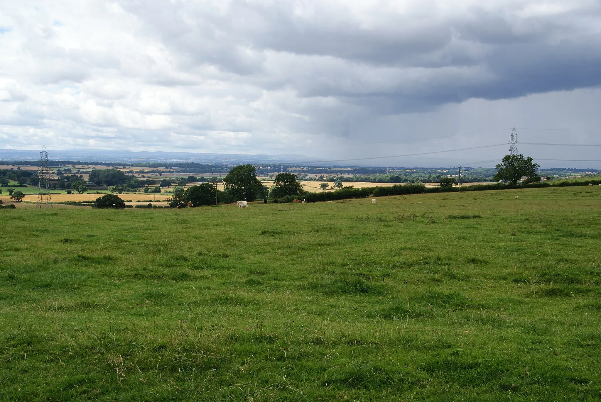 Photo showing: Field of cows near Upsall