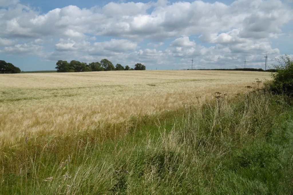 Photo showing: Barley near Hilton