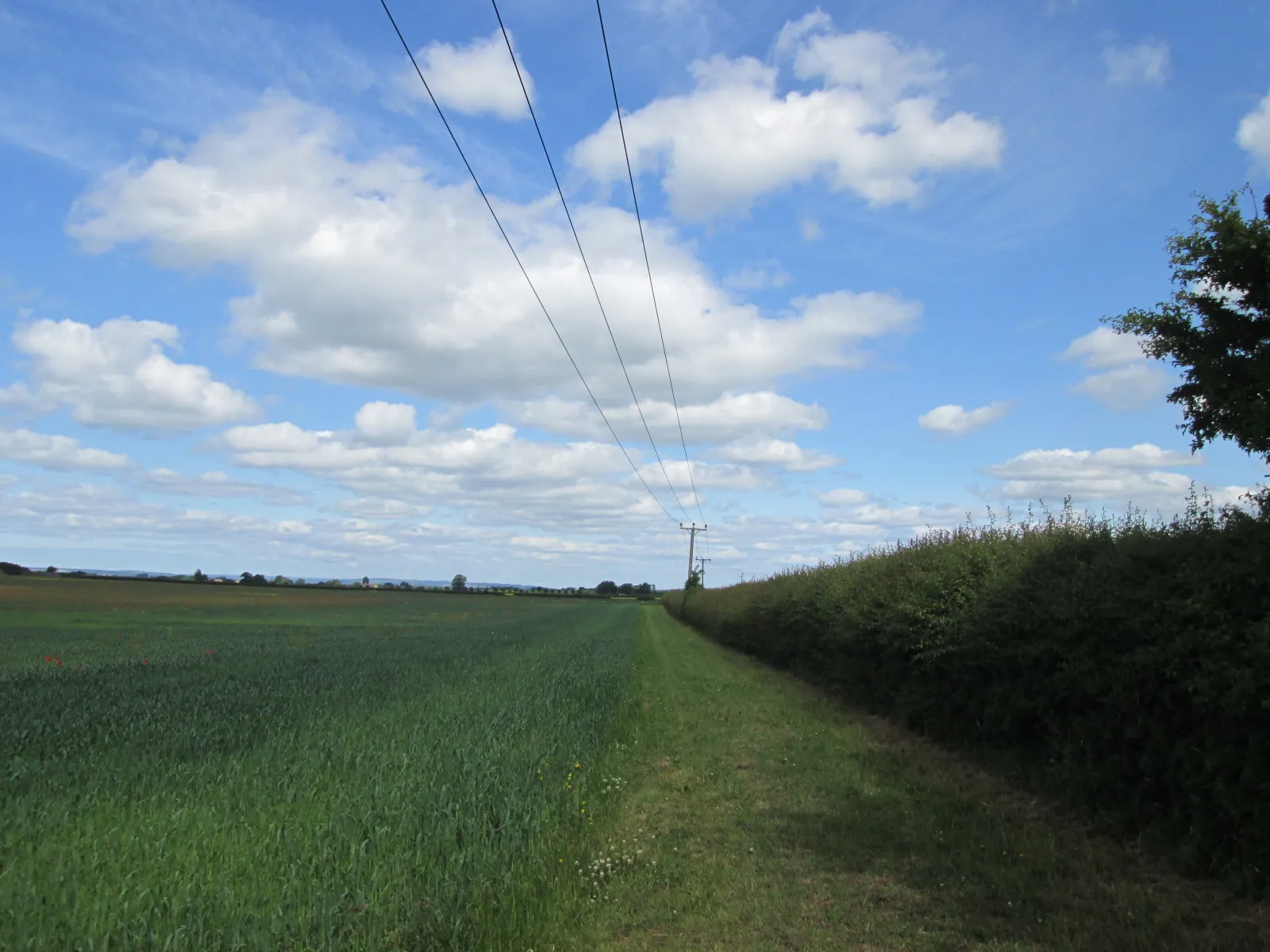 Photo showing: Bridleway towards Langlands