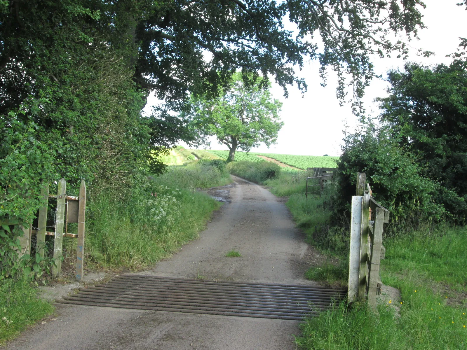 Photo showing: Cattle grid on Back Lane