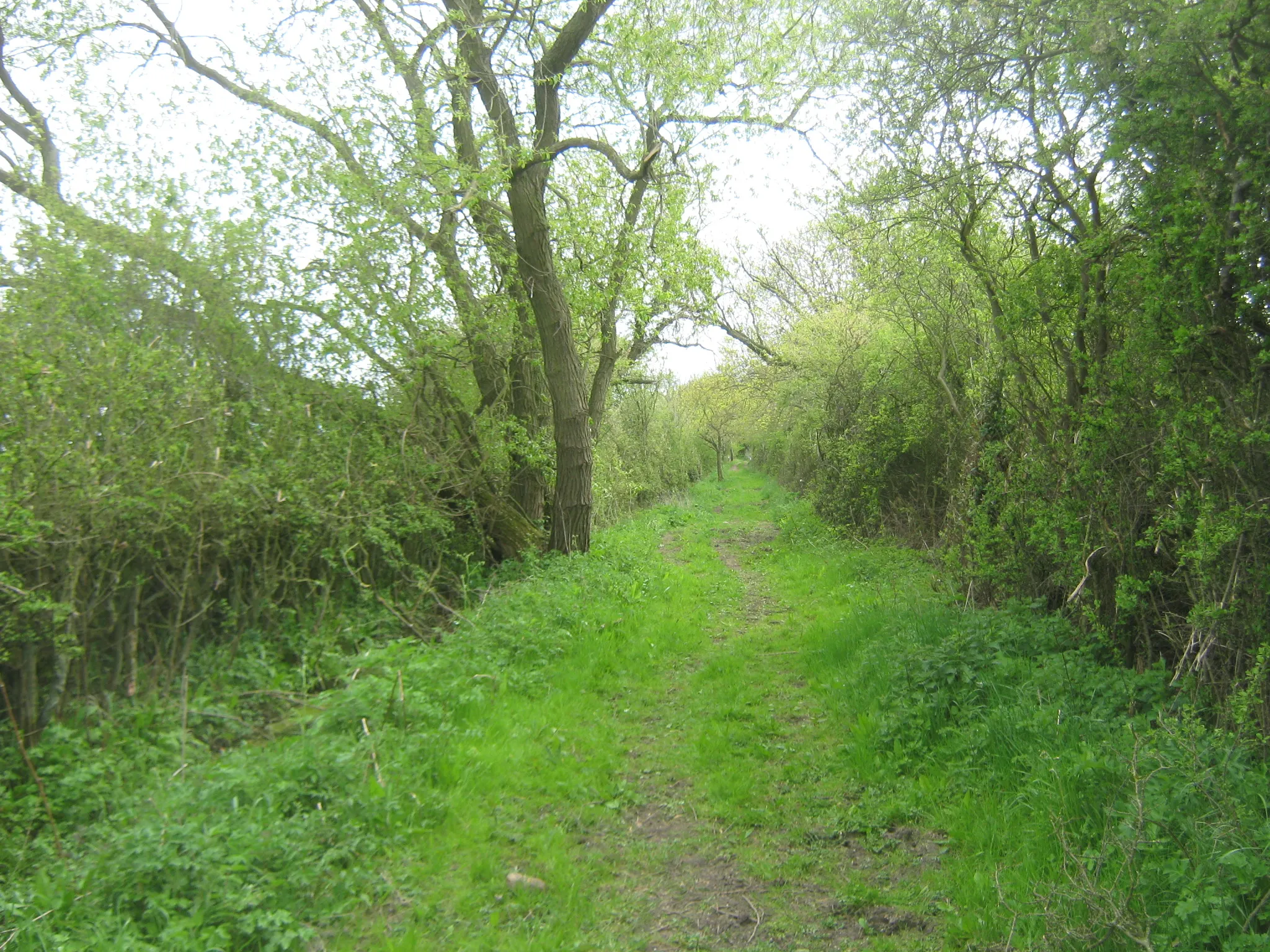 Photo showing: Bridleway in Green Lane near Thornton le Beans North Yorkshire