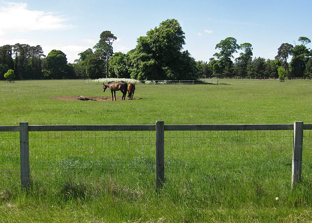 Photo showing: Animals grazing near Scampston village