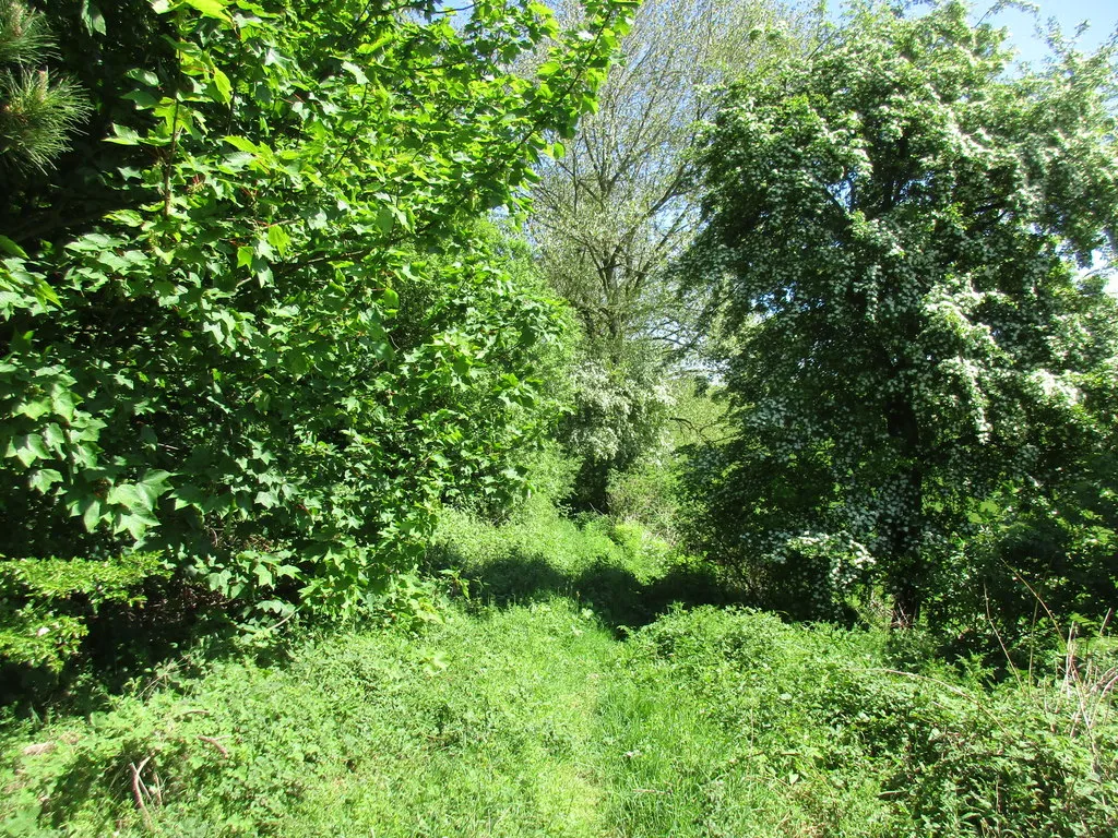 Photo showing: Bridleway by Sherburn Whins