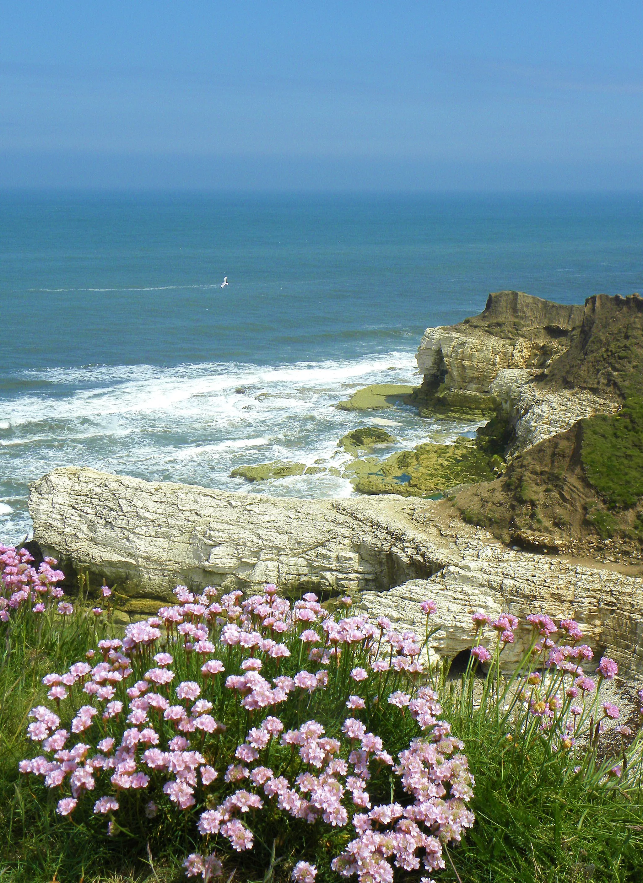Photo showing: A 'thrifty' spot on the cliff top
