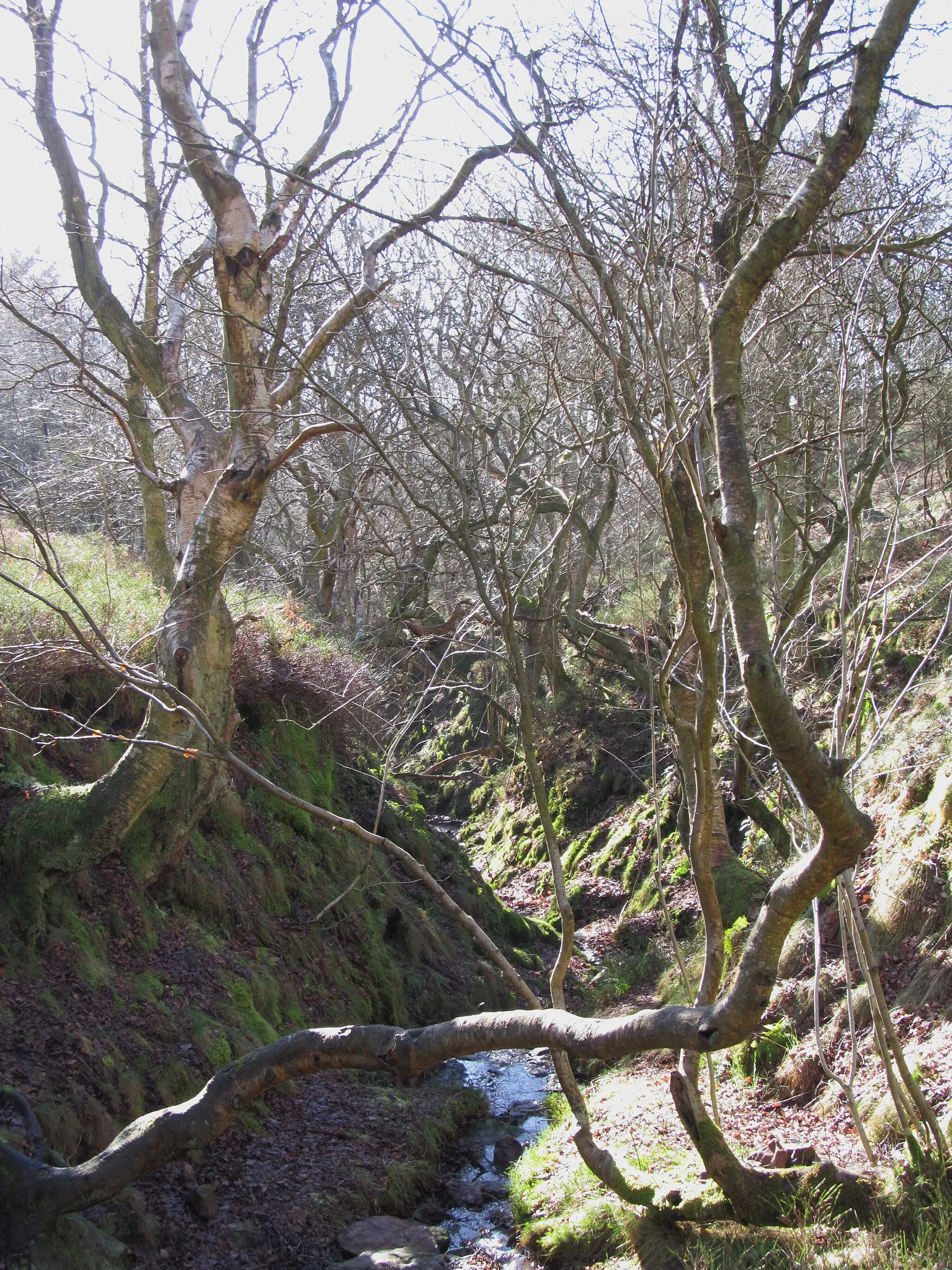 Photo showing: Bridestone Griff