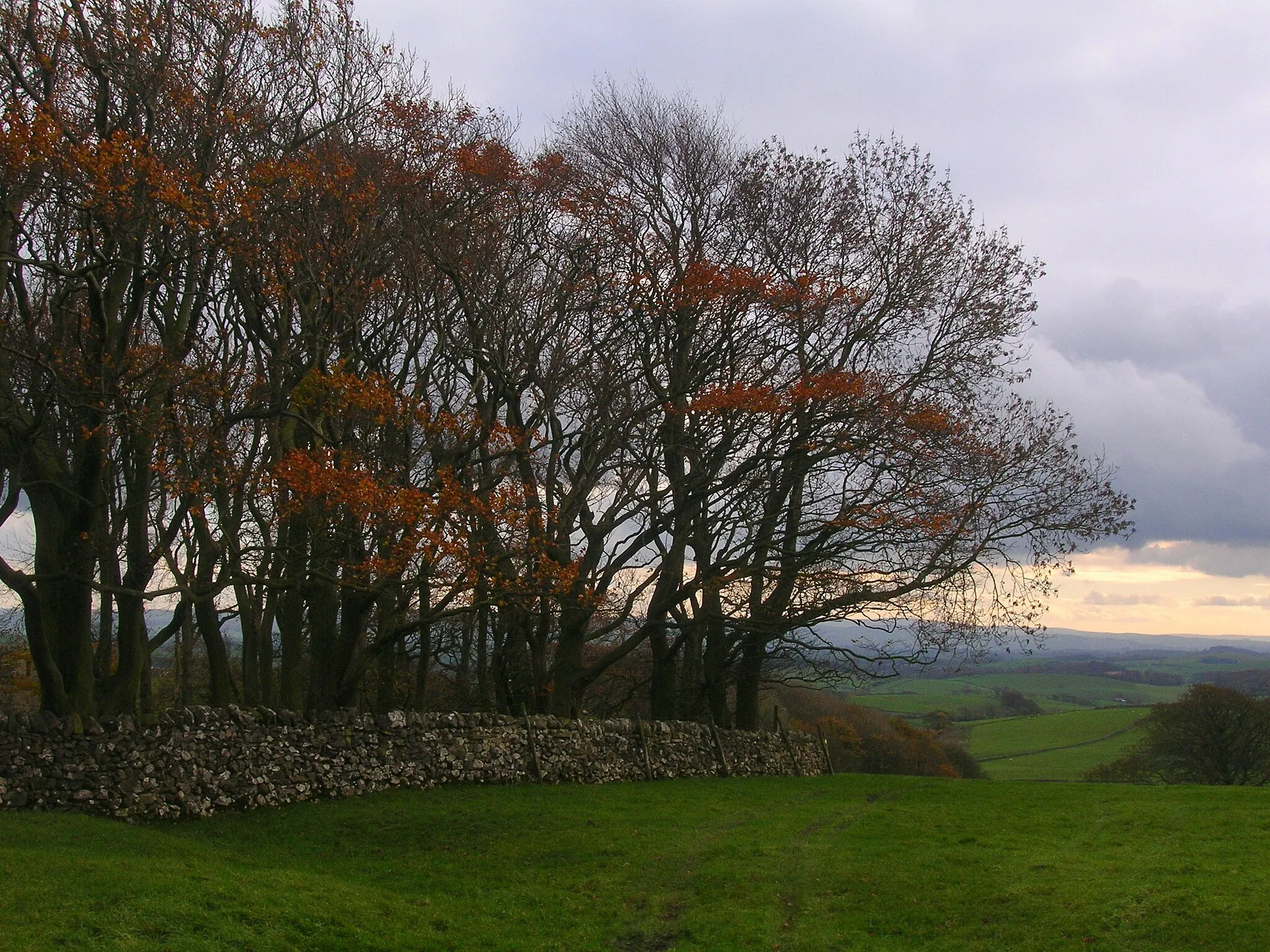 Photo showing: Autumnal trees and dry stone wall