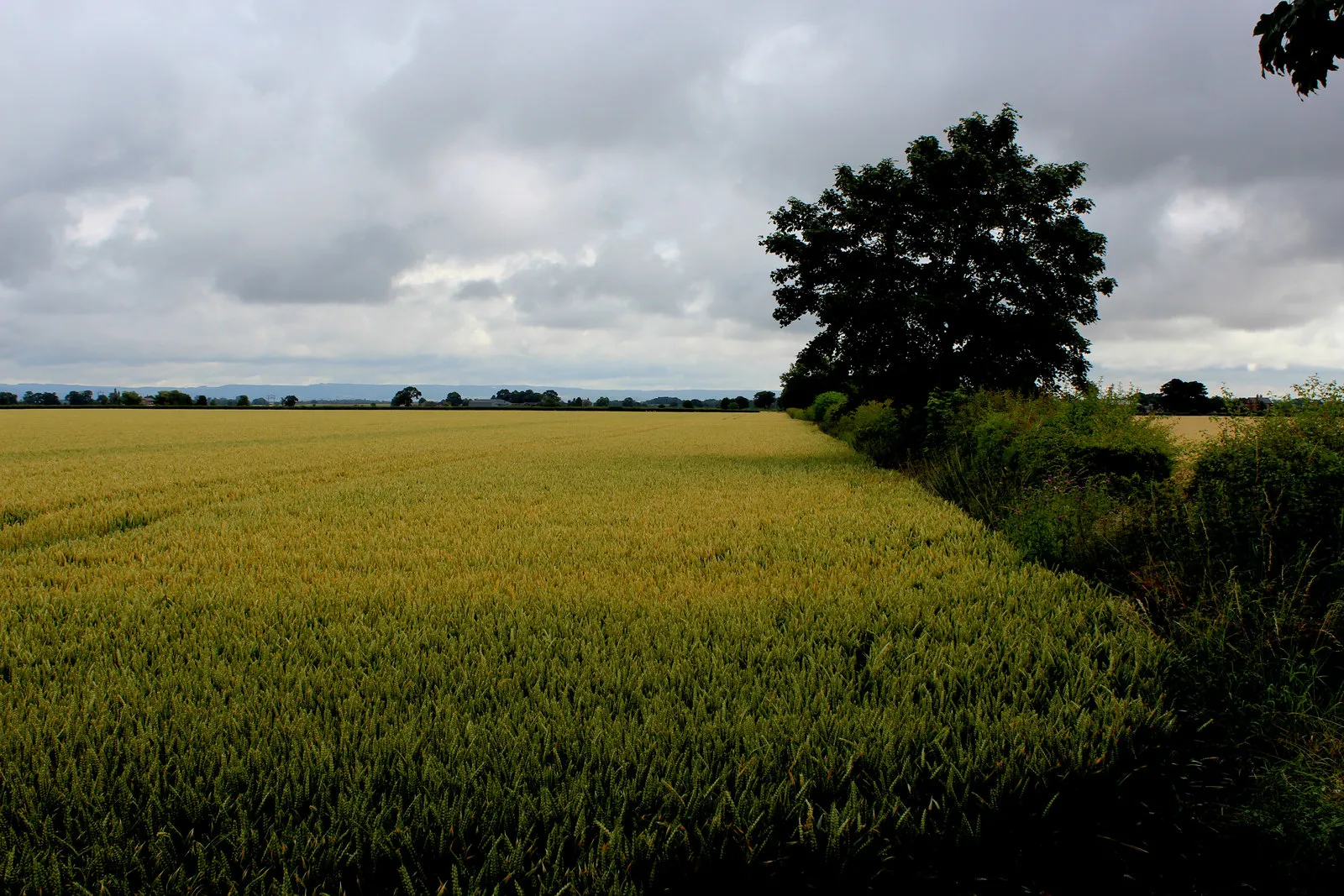 Photo showing: Arable Field beside Ellenthorpe Lane